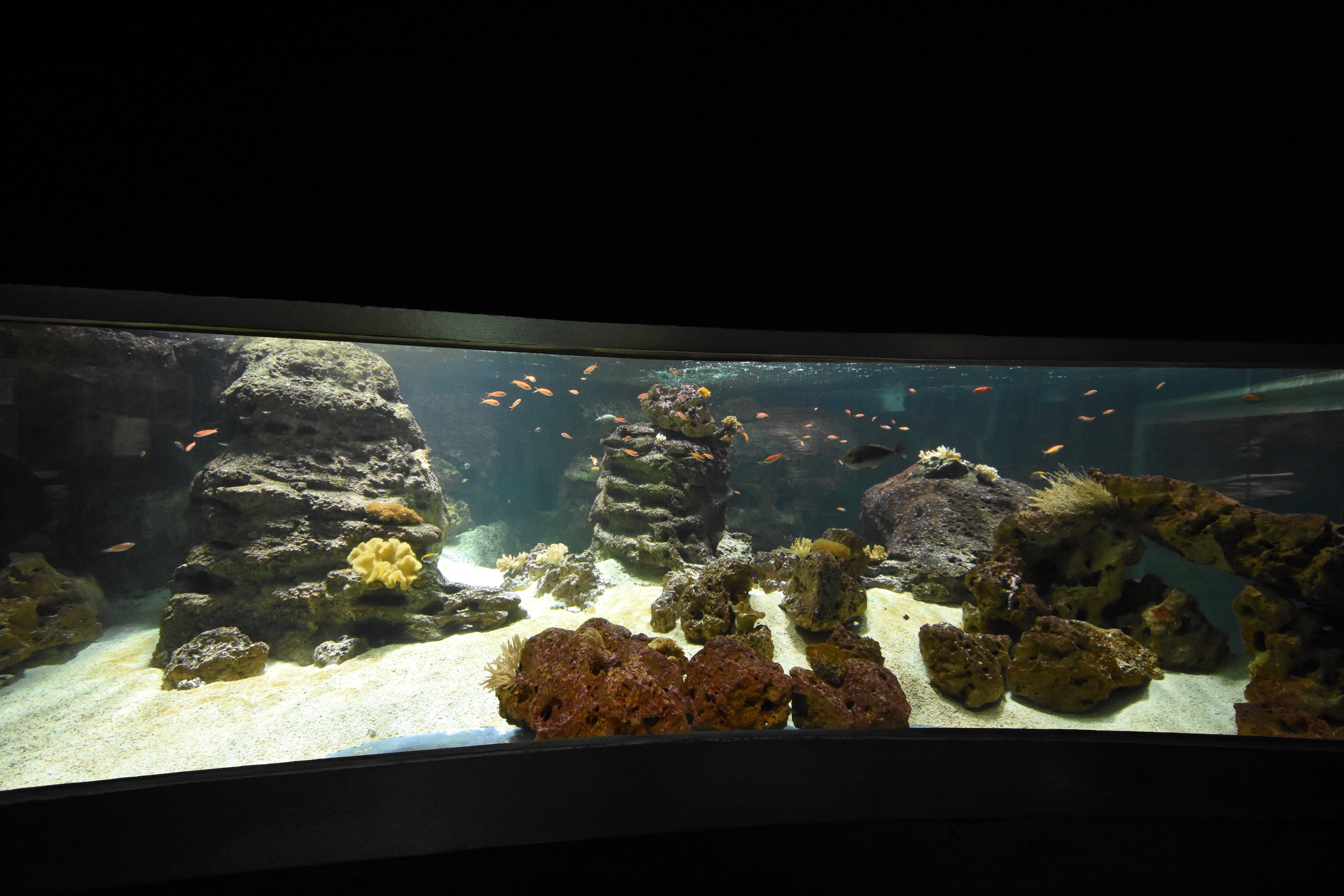 Barrier reef tank