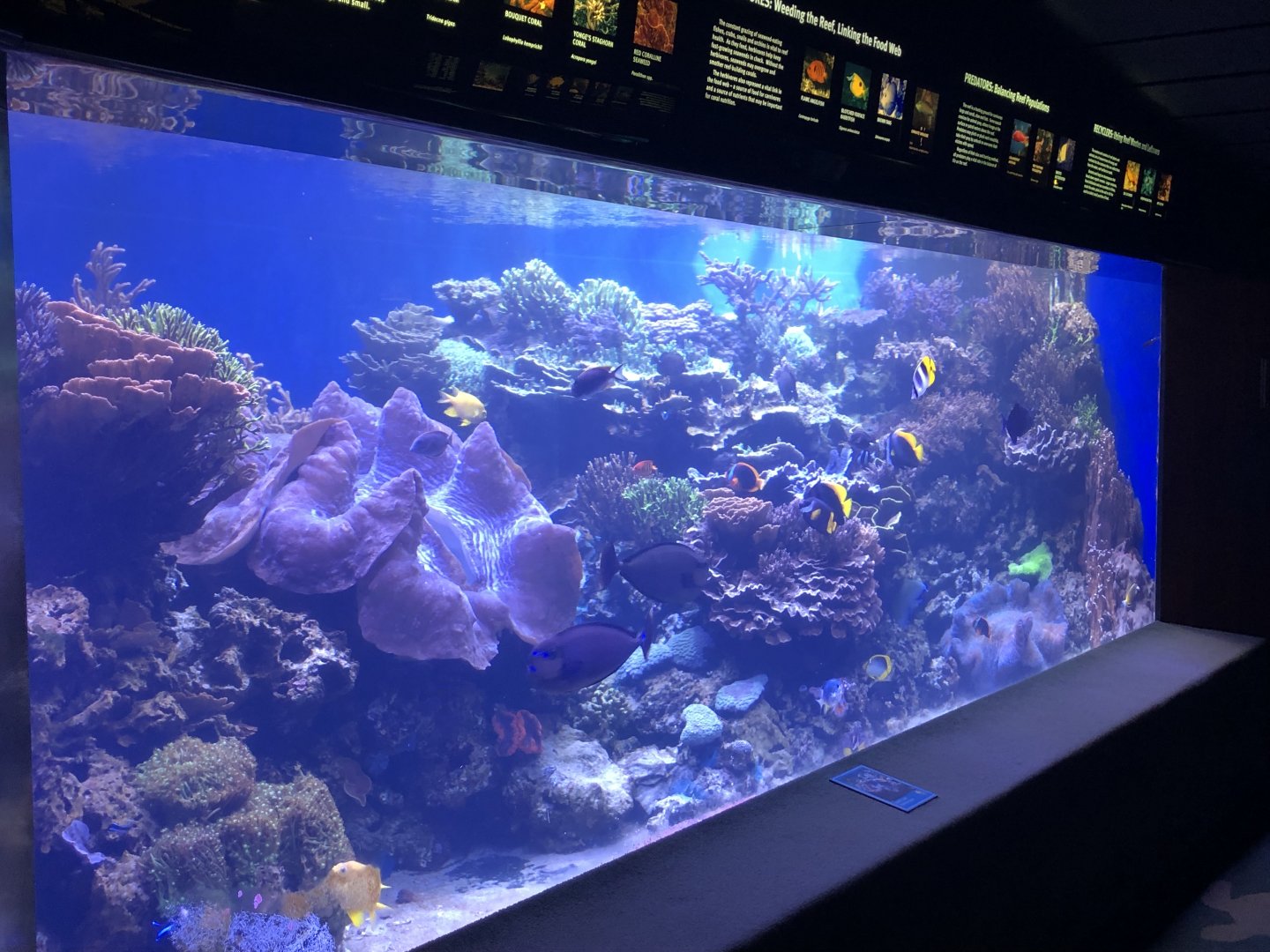 "Barrier Reef" Tank