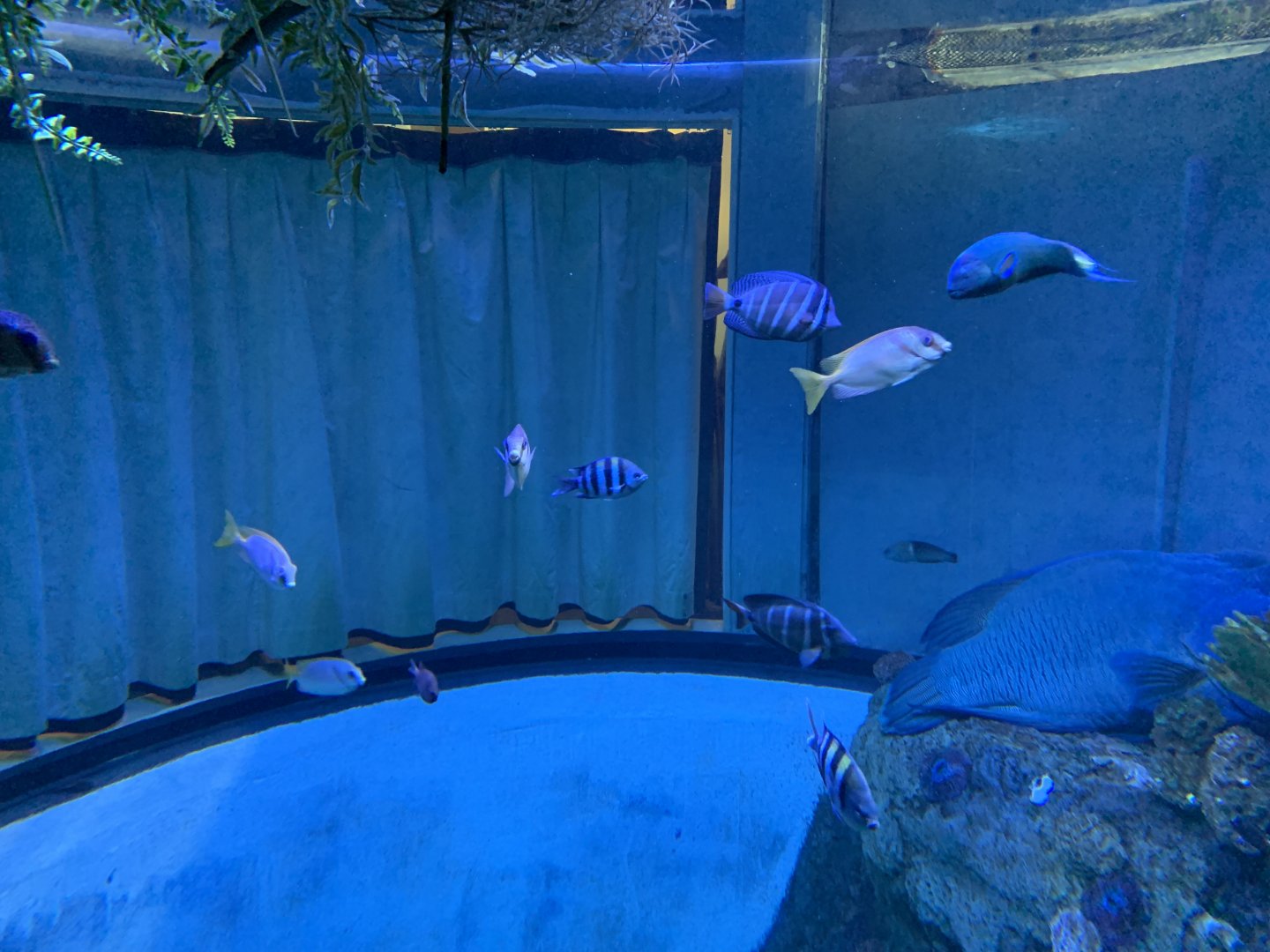 Barrier Reef Wonders Tank