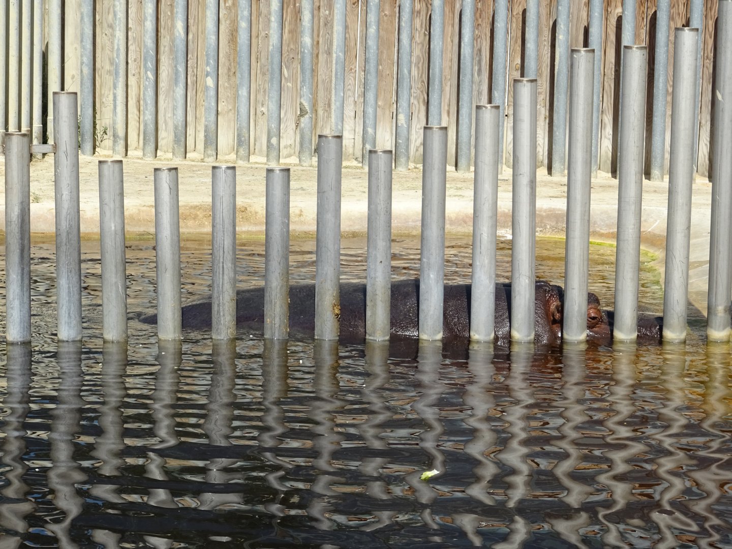 Barriers in hippo enclosure