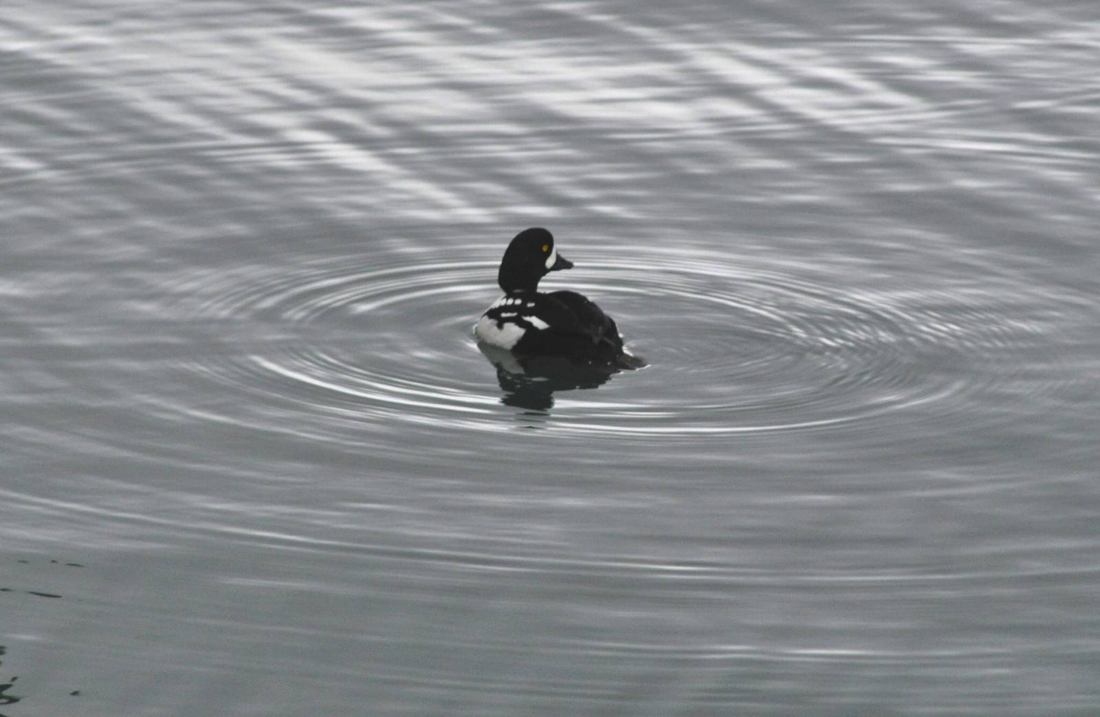 Barrows Goldeneye- Alaska