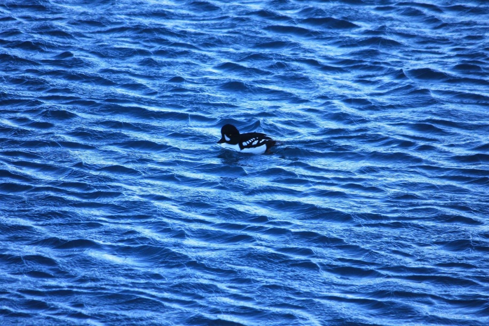 Barrow’s Goldeneye - Alaska
