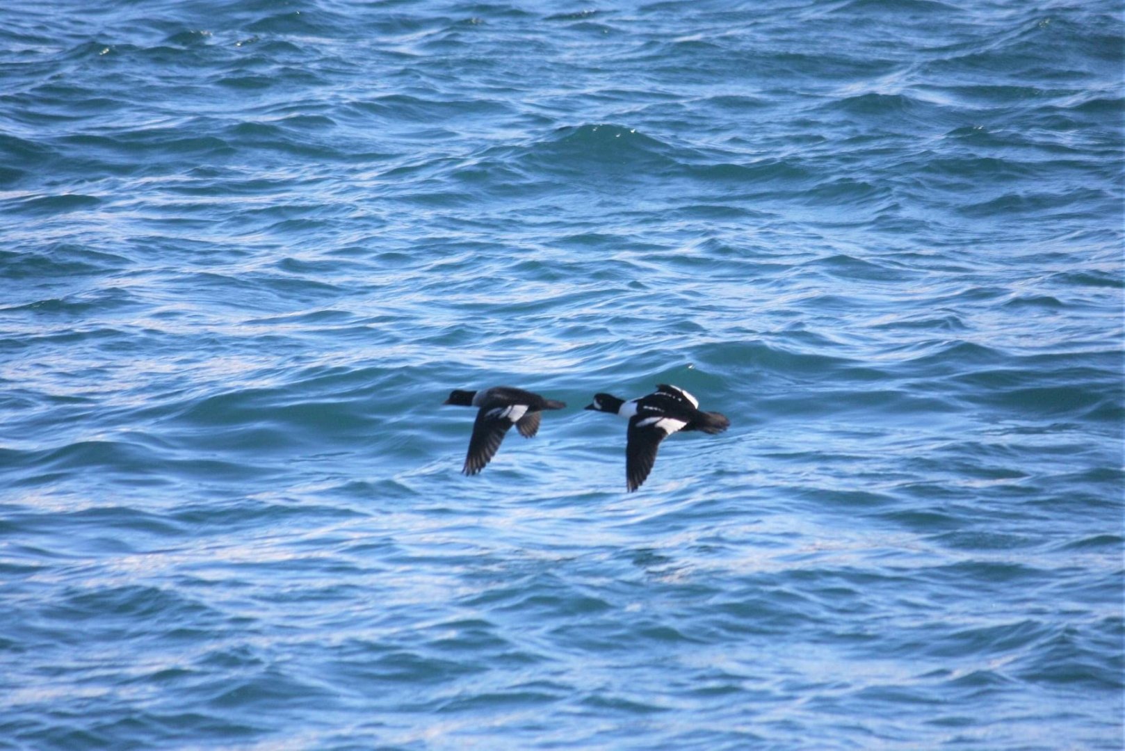 Barrow’s Goldeneye - Alaska