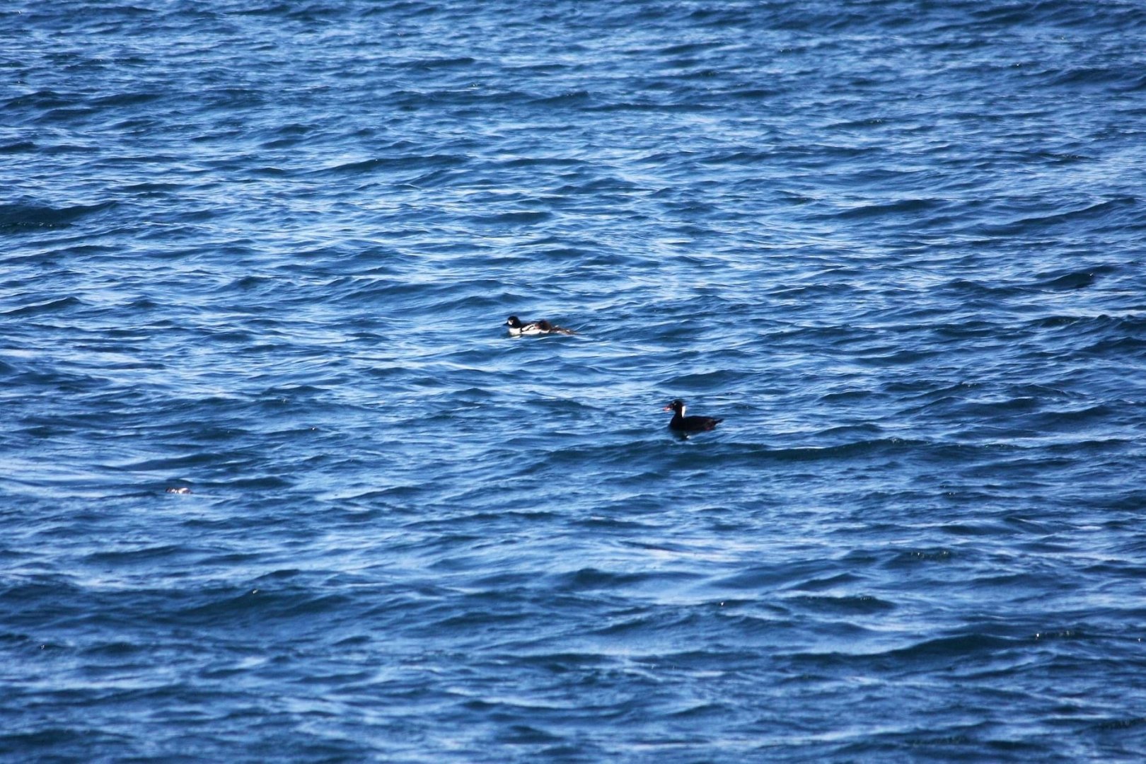 Barrow’s Goldeneye and Surf Scooter - Alaska