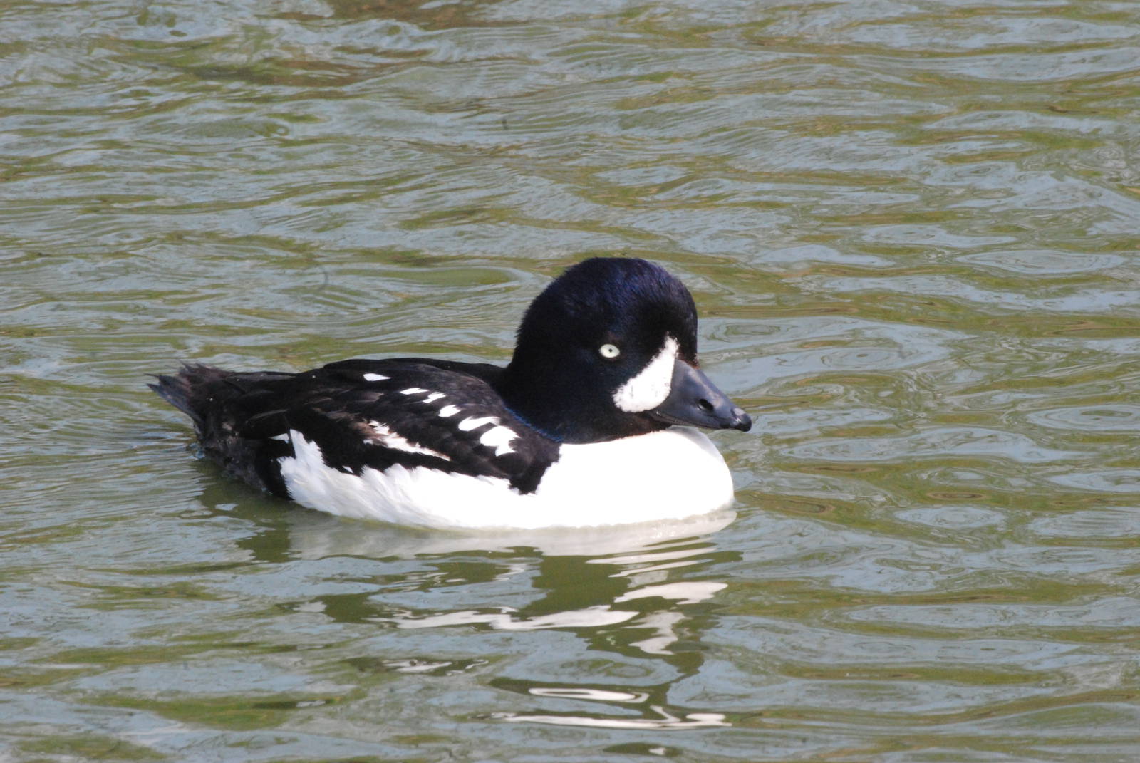 Barrow's Goldeneye at Blackbrook 29/04/11