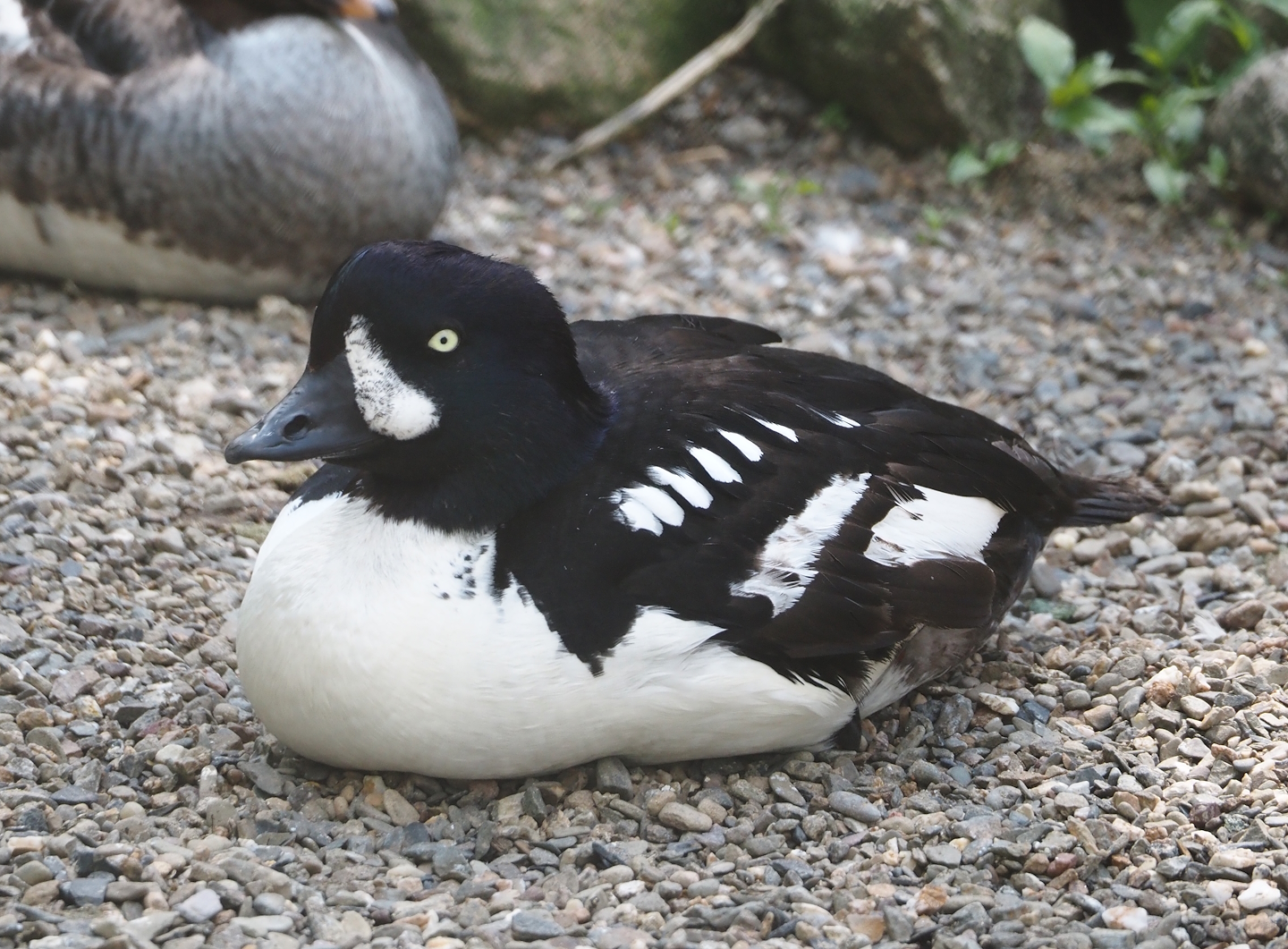 Barrow’s goldeneye (Bucephala islandica), 2024-05-23