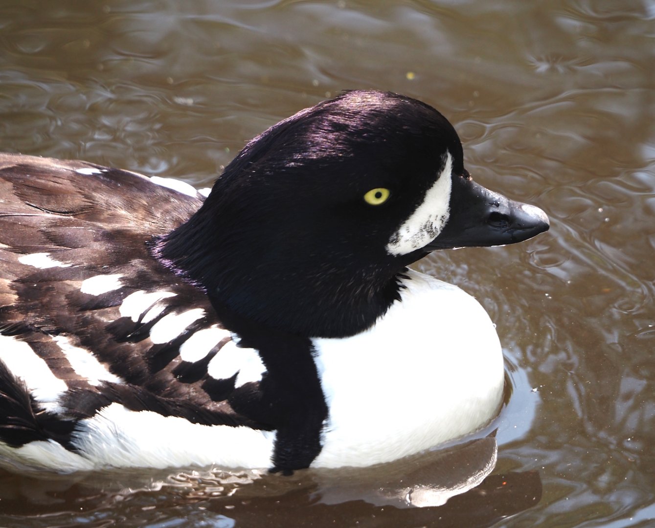 Barrow’s goldeneye (Bucephala islandica), 2024-05-23