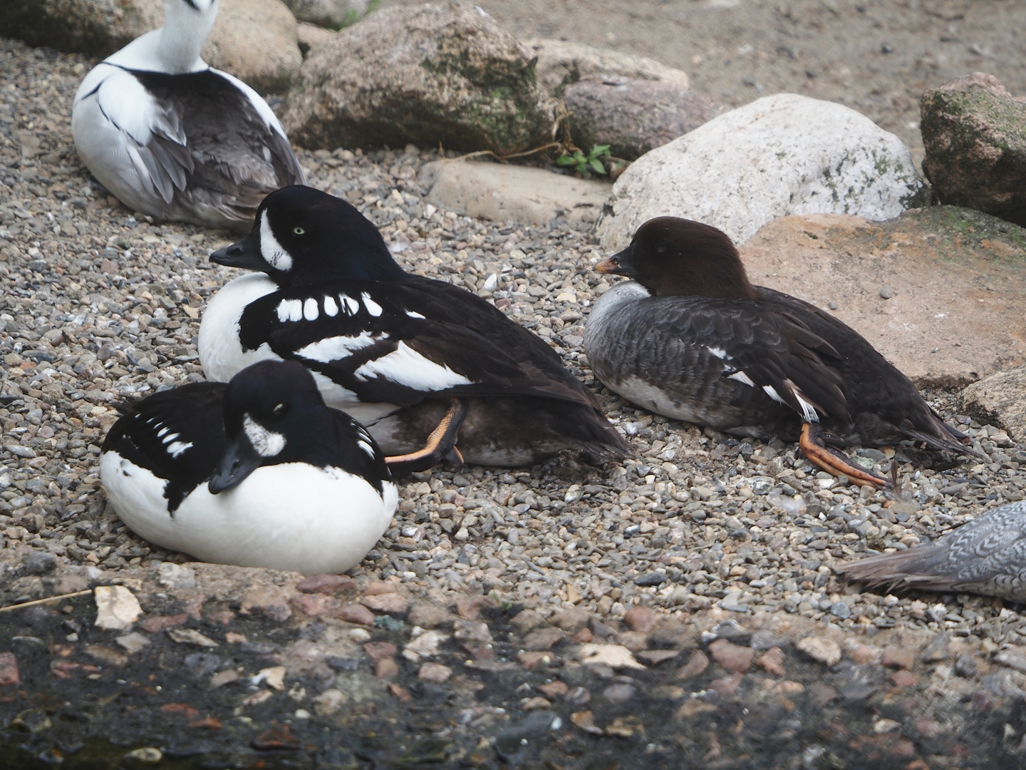 Barrow’s goldeneye (Bucephala islandica) and Smew (Mergellus albellus), 2024-05-21