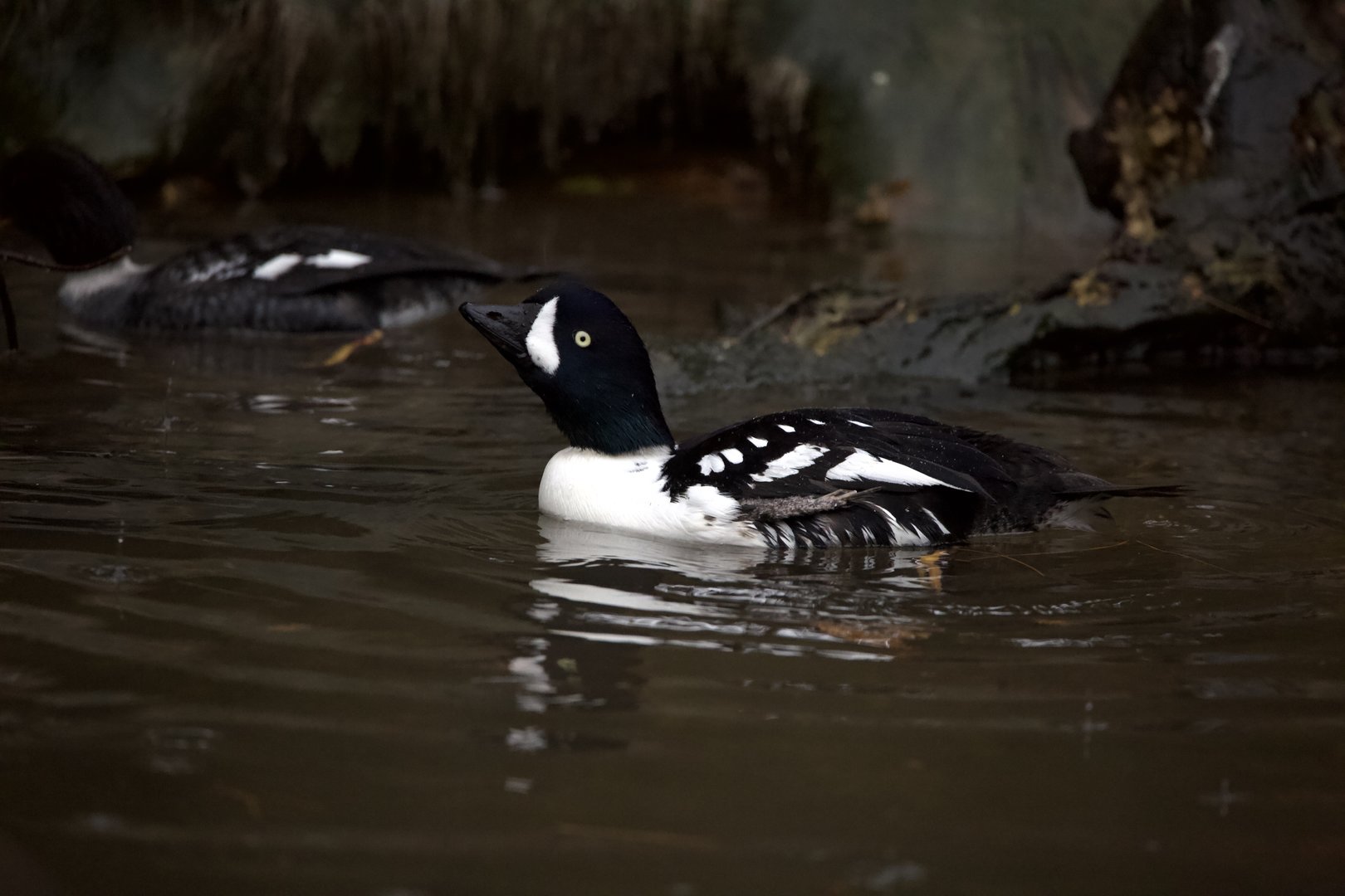 Barrow's goldeneye/ Bucephala islandica