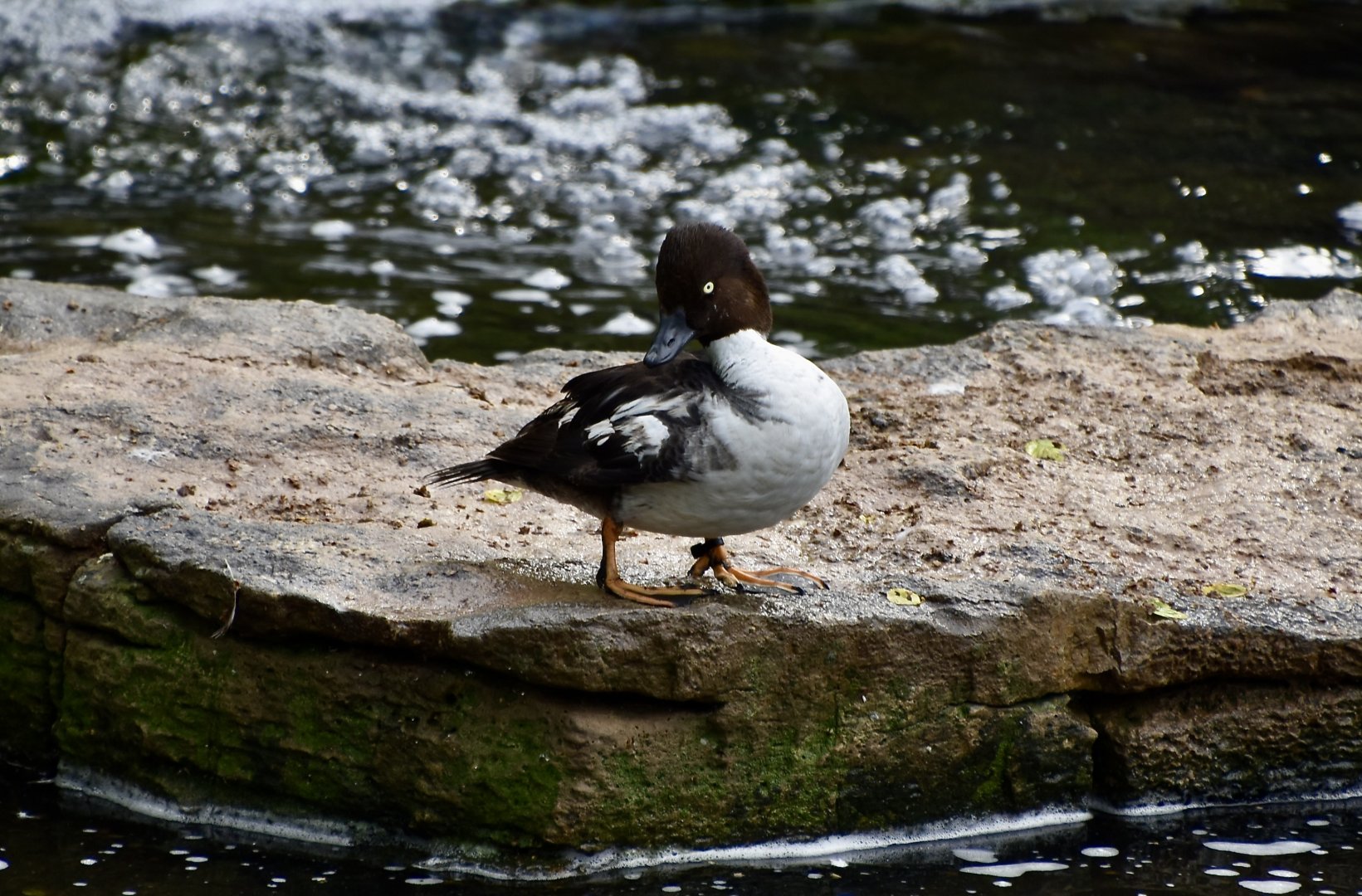 Barrow's Goldeneye (Bucephala islandica)