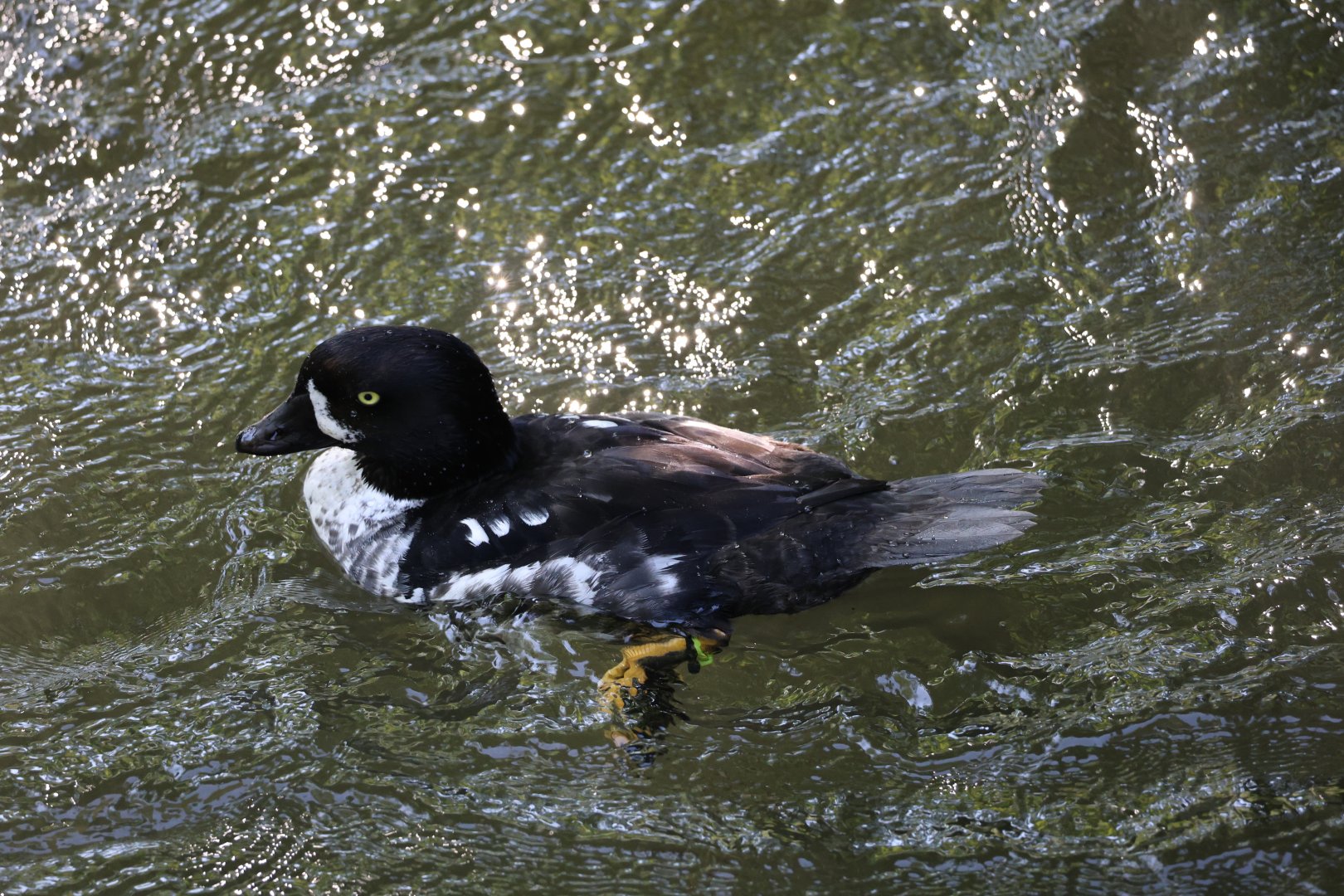 Barrow's goldeneye (Bucephala islandica)
