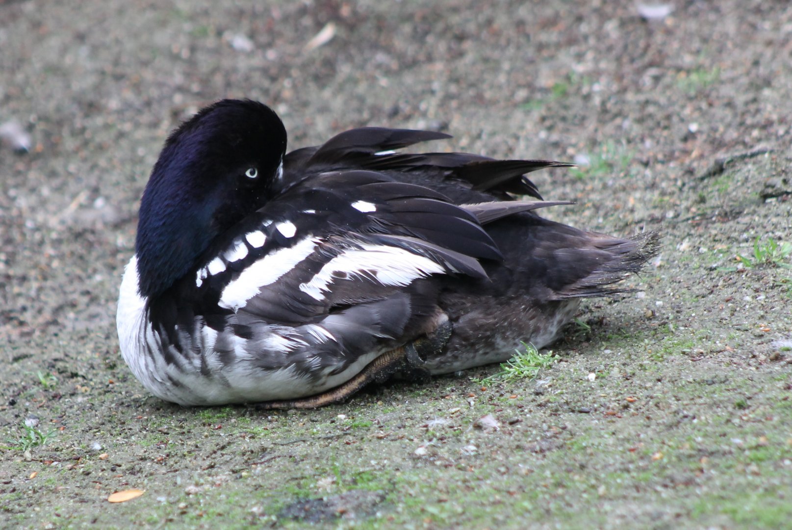Barrow's goldeneye - drake