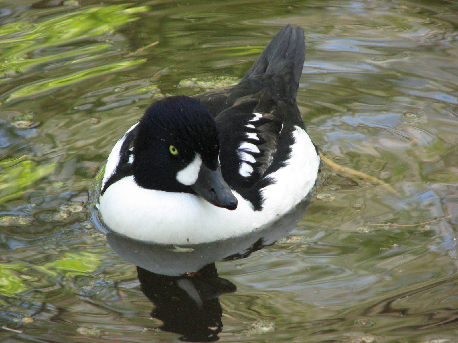 Barrow's Goldeneye
