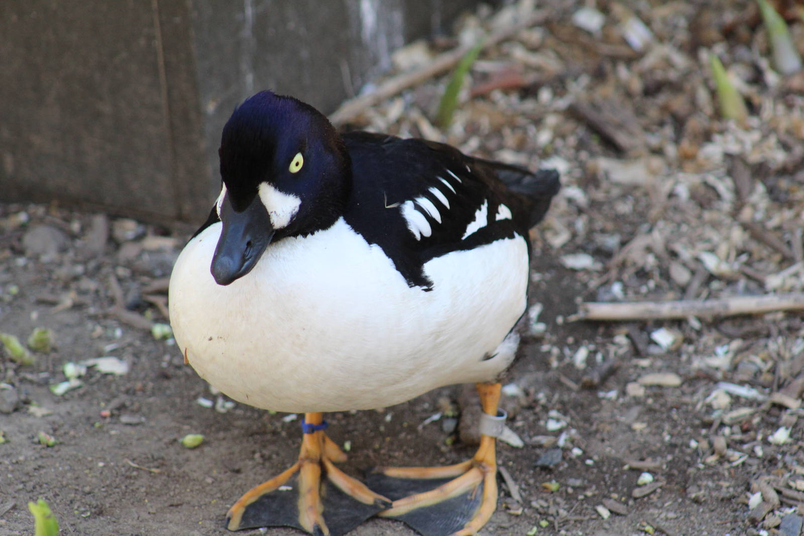 Barrow's Goldeneye