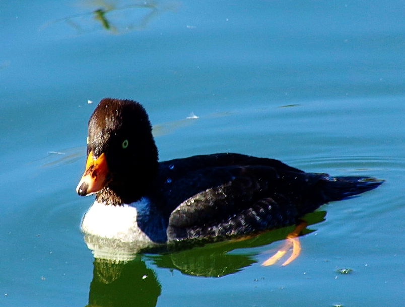 Barrow's Goldeneye