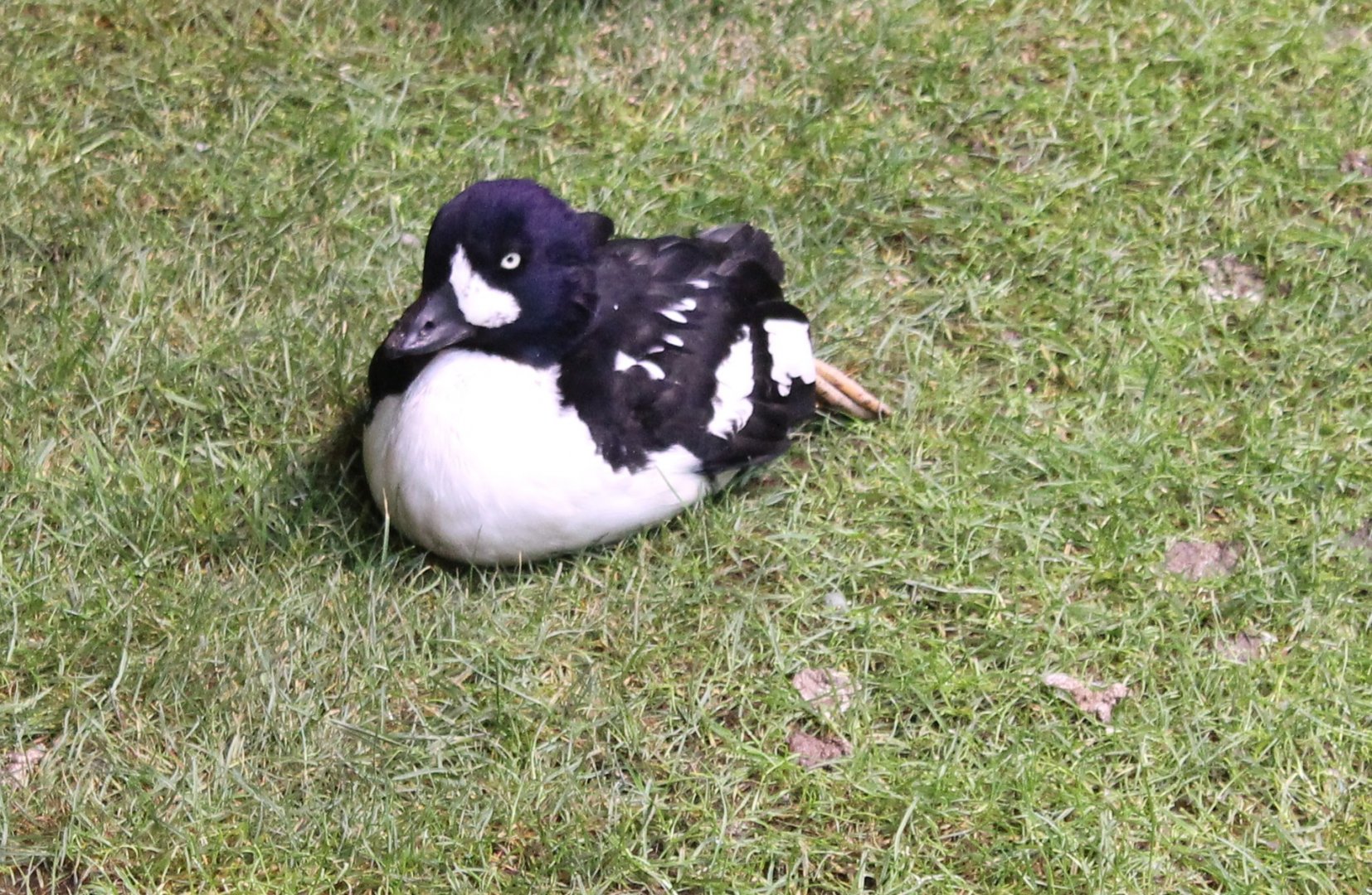 Barrow's goldeneye
