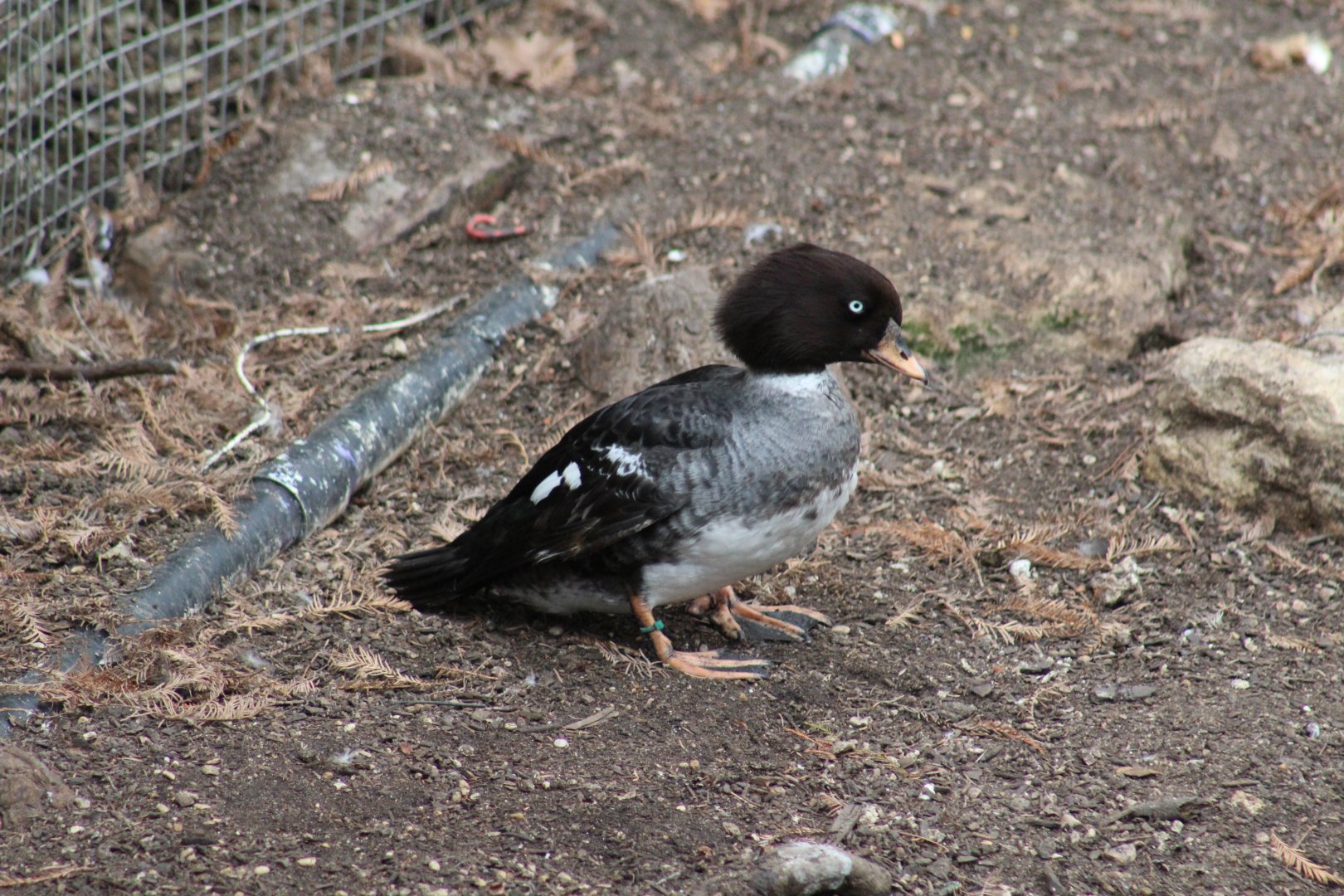 Barrow's Goldeneye?
