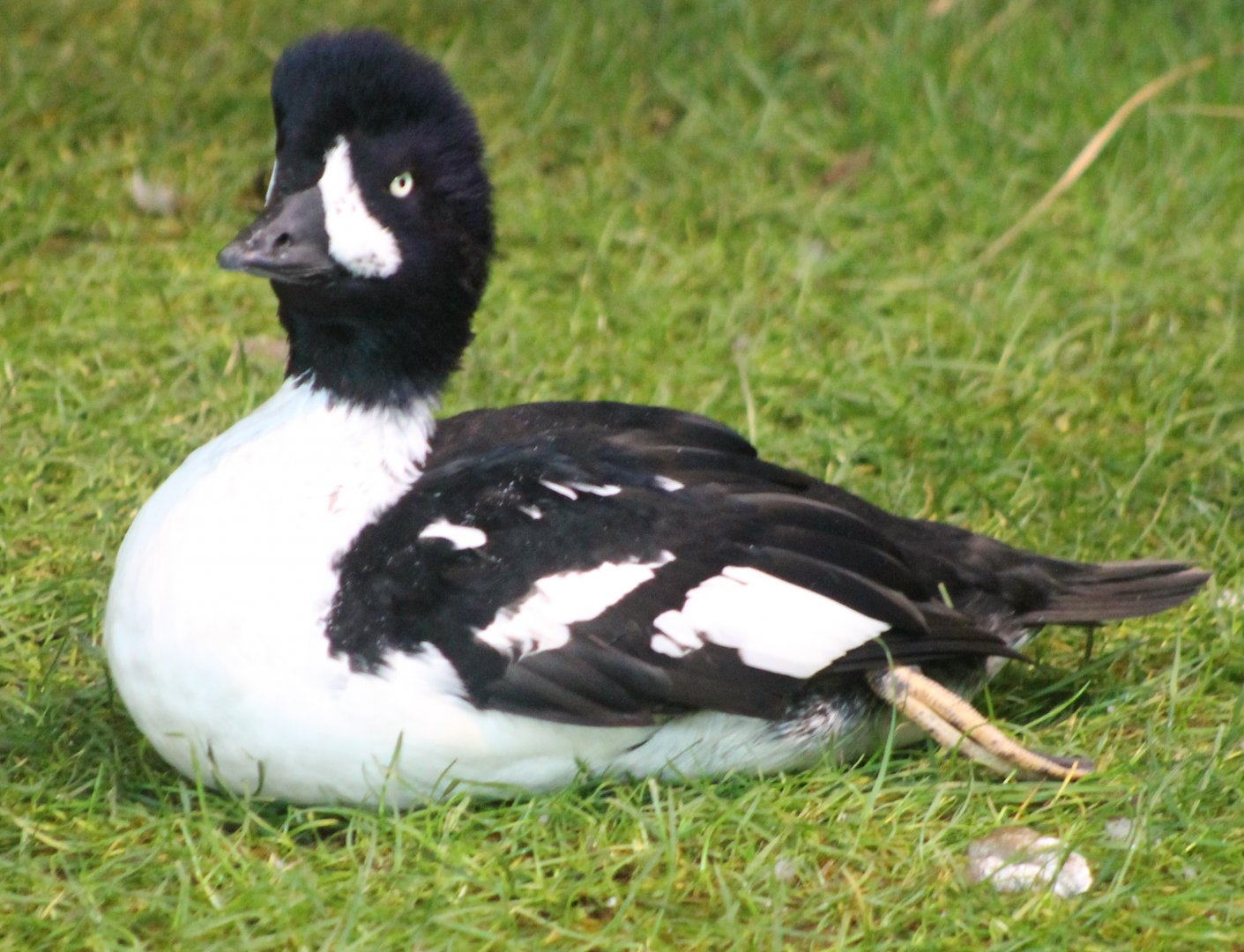 Barrow's goldeneye