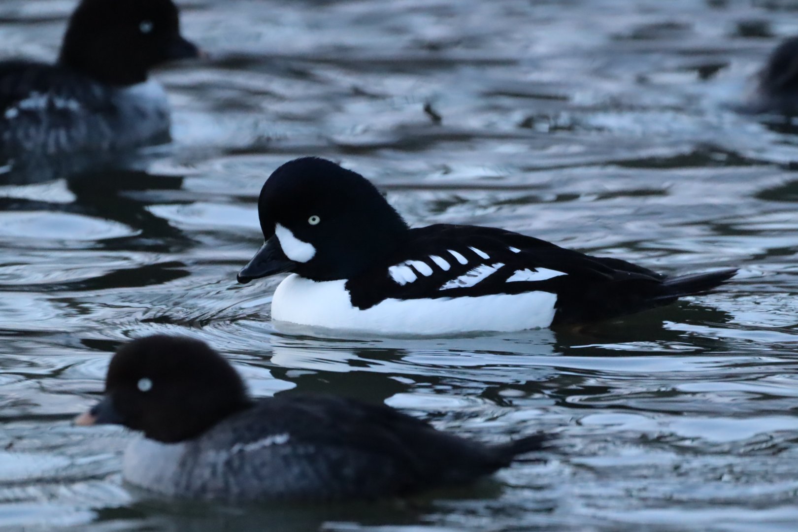 Barrow's Goldeneye