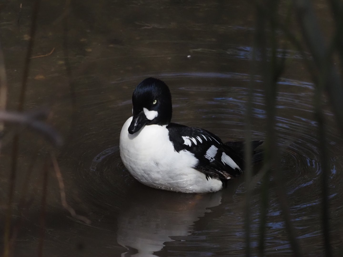 Barrow's Goldeneye