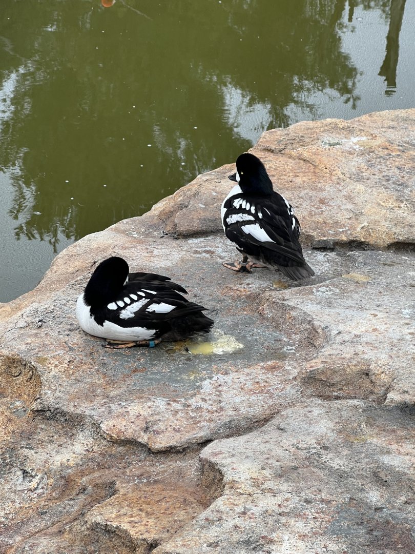 Barrow’s Goldeneye