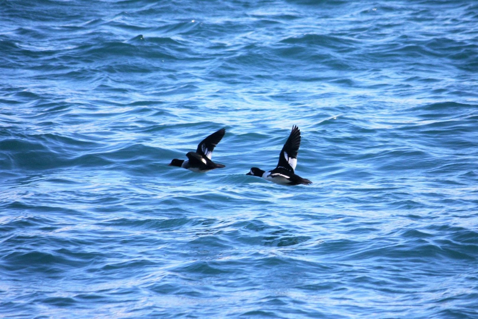 Barrow’s Goldeneyes - Alaska