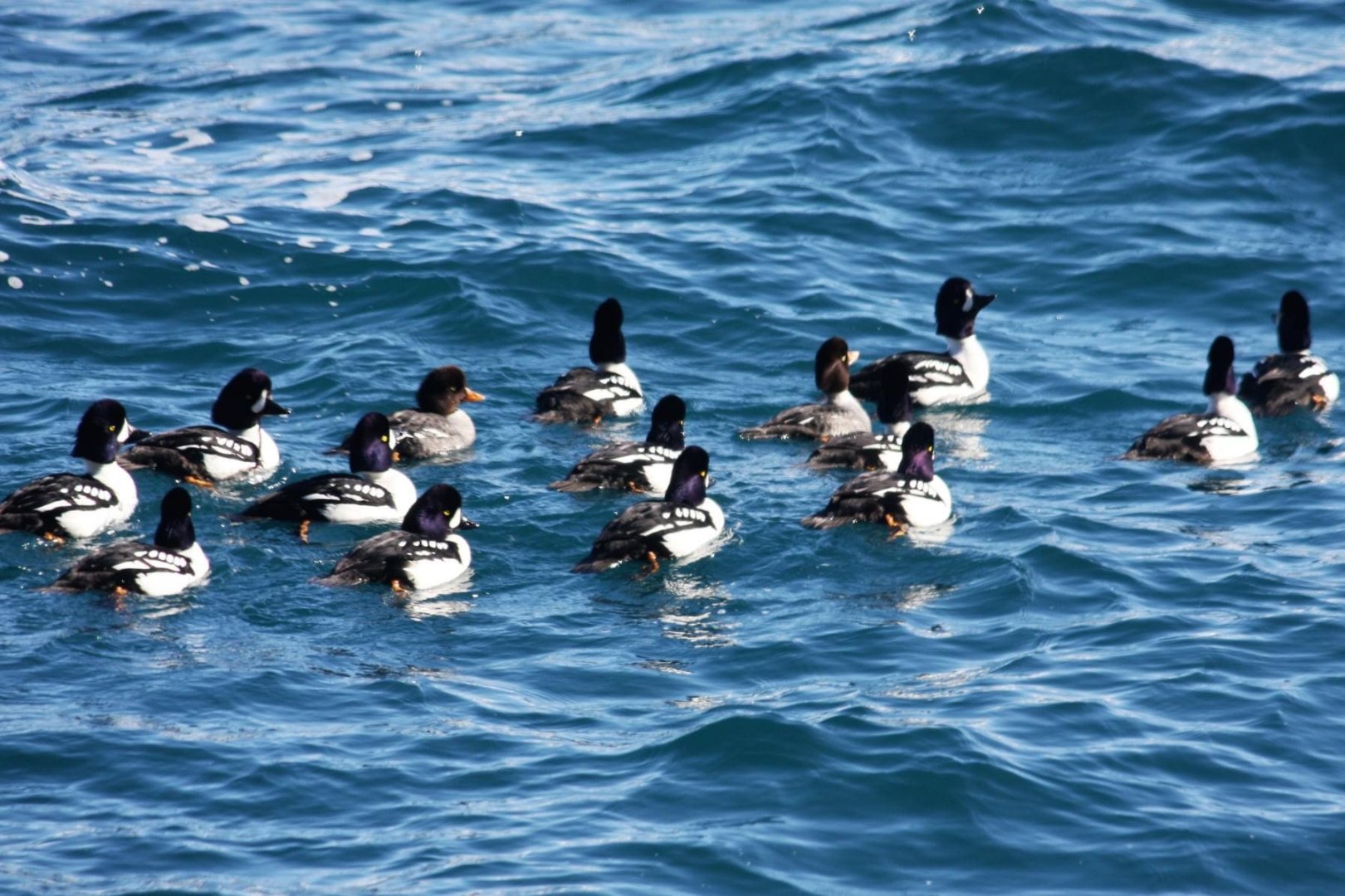 Barrow’s Goldeneyes - Alaska