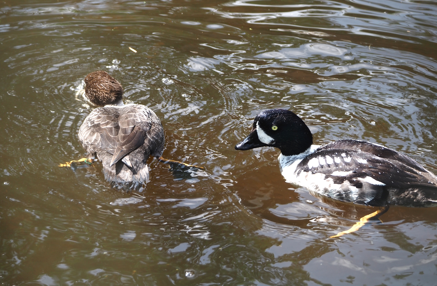Barrow’s goldeneyes (Bucephala islandica), 2024-05-24