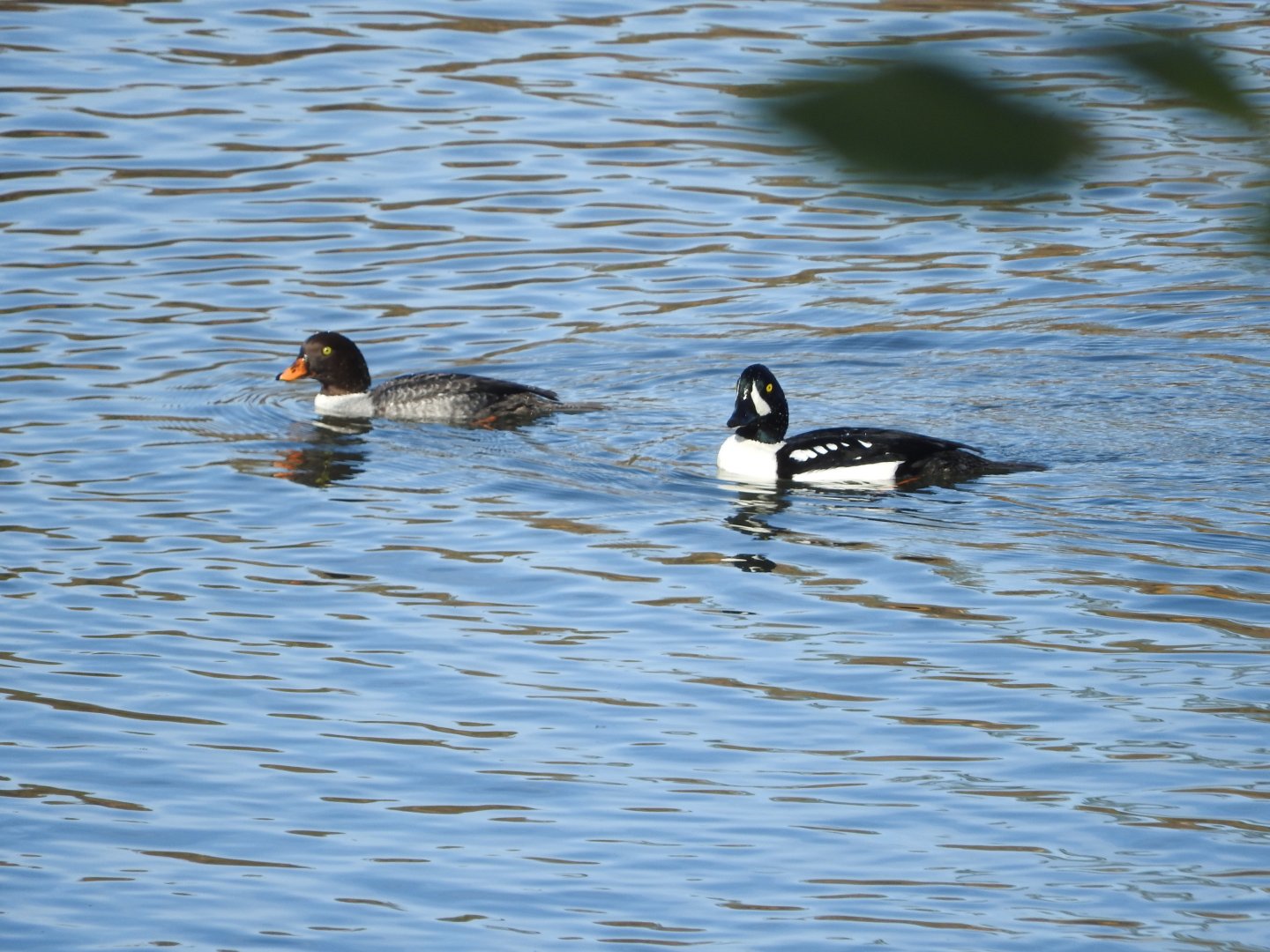 Barrow's Goldeneyes
