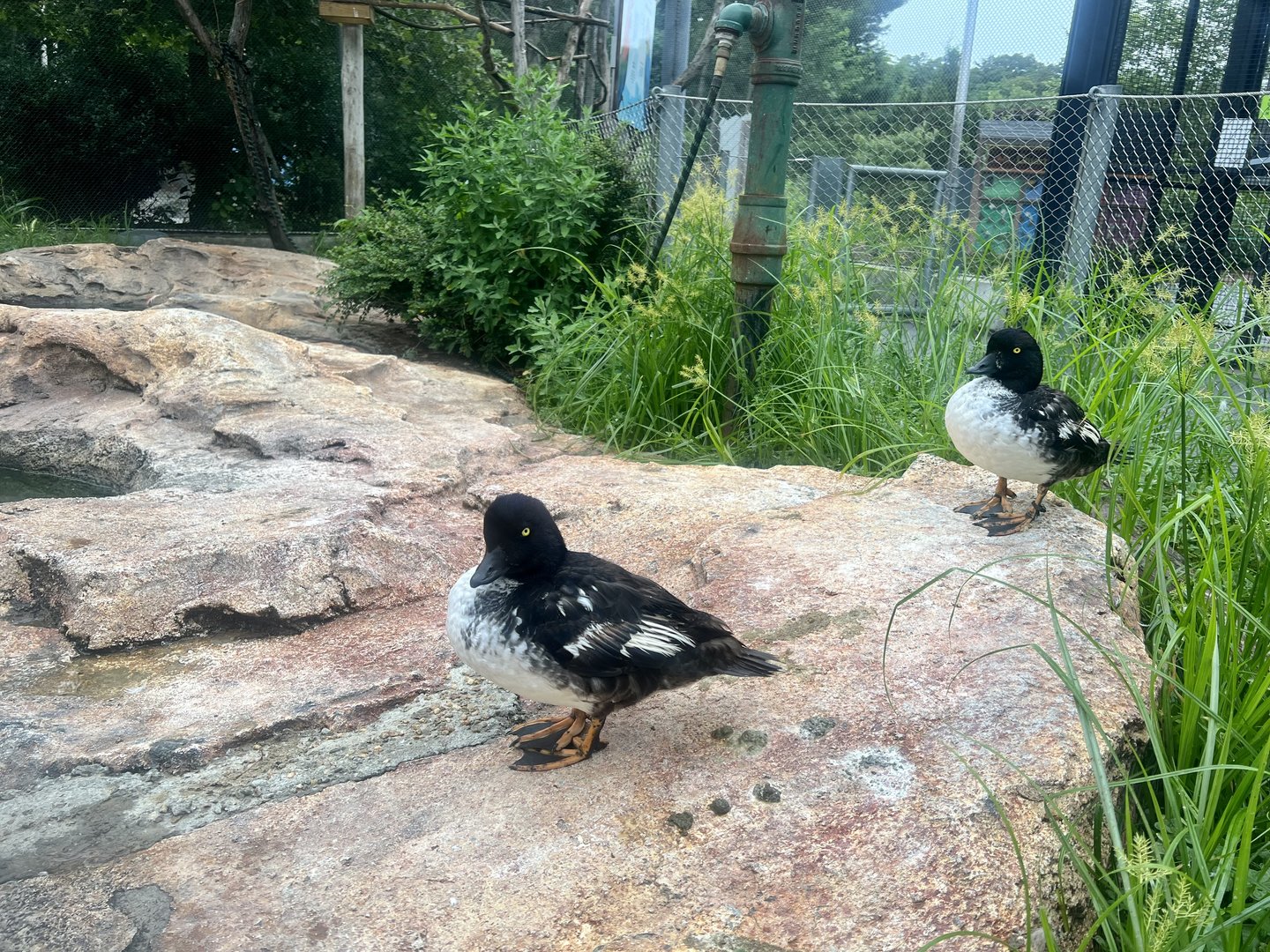 Barrow’s Goldeneyes