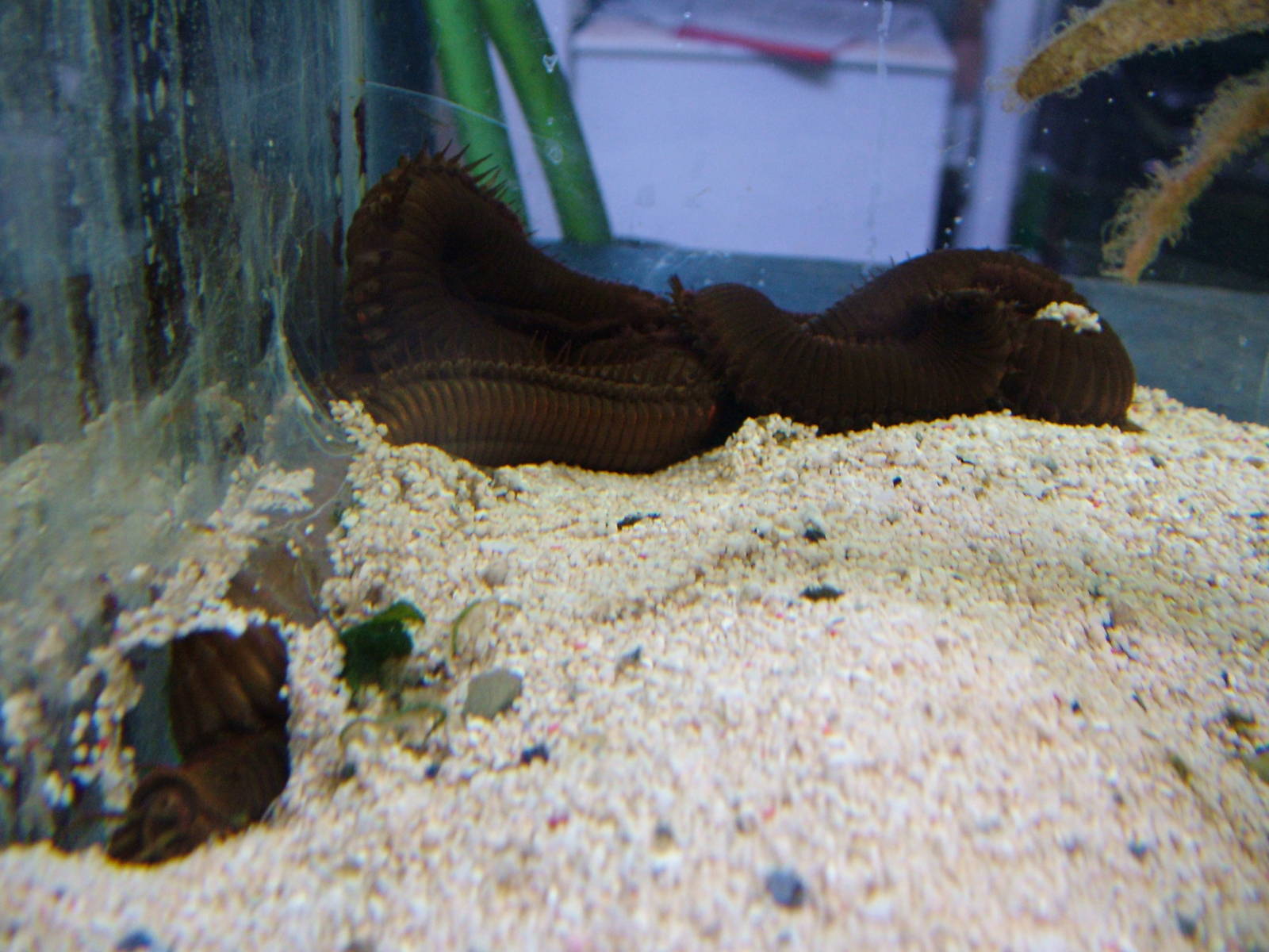 Barry the Worm at Blue Reef Newquay 11/04/09