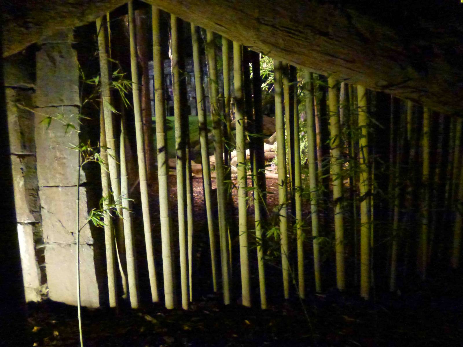 Bars for tigers, July 2013.