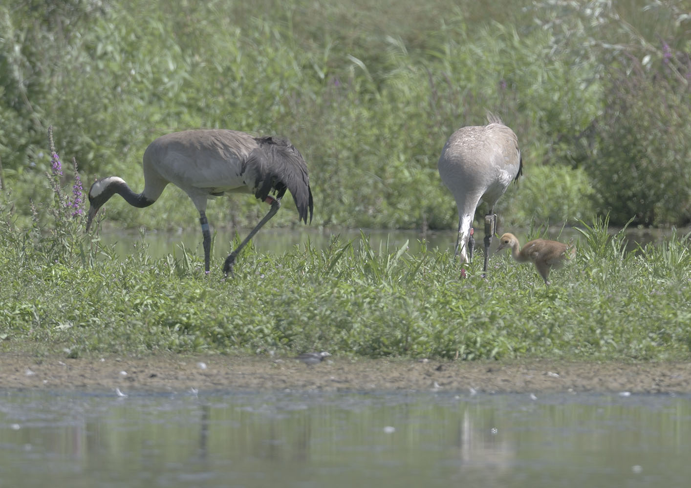 Bart & Ruby with their chick
