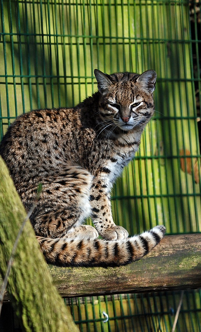 BART the Geofforeys cat