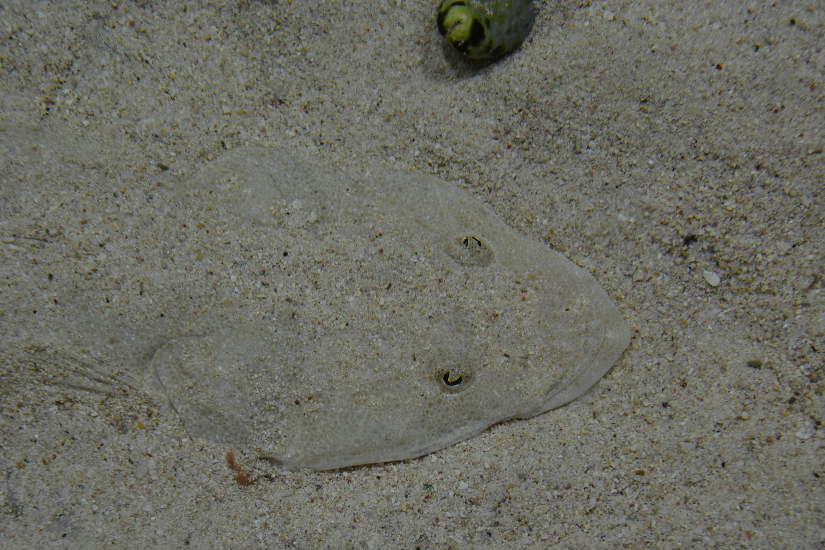 Bartail flathead (Platycephalus indicus)