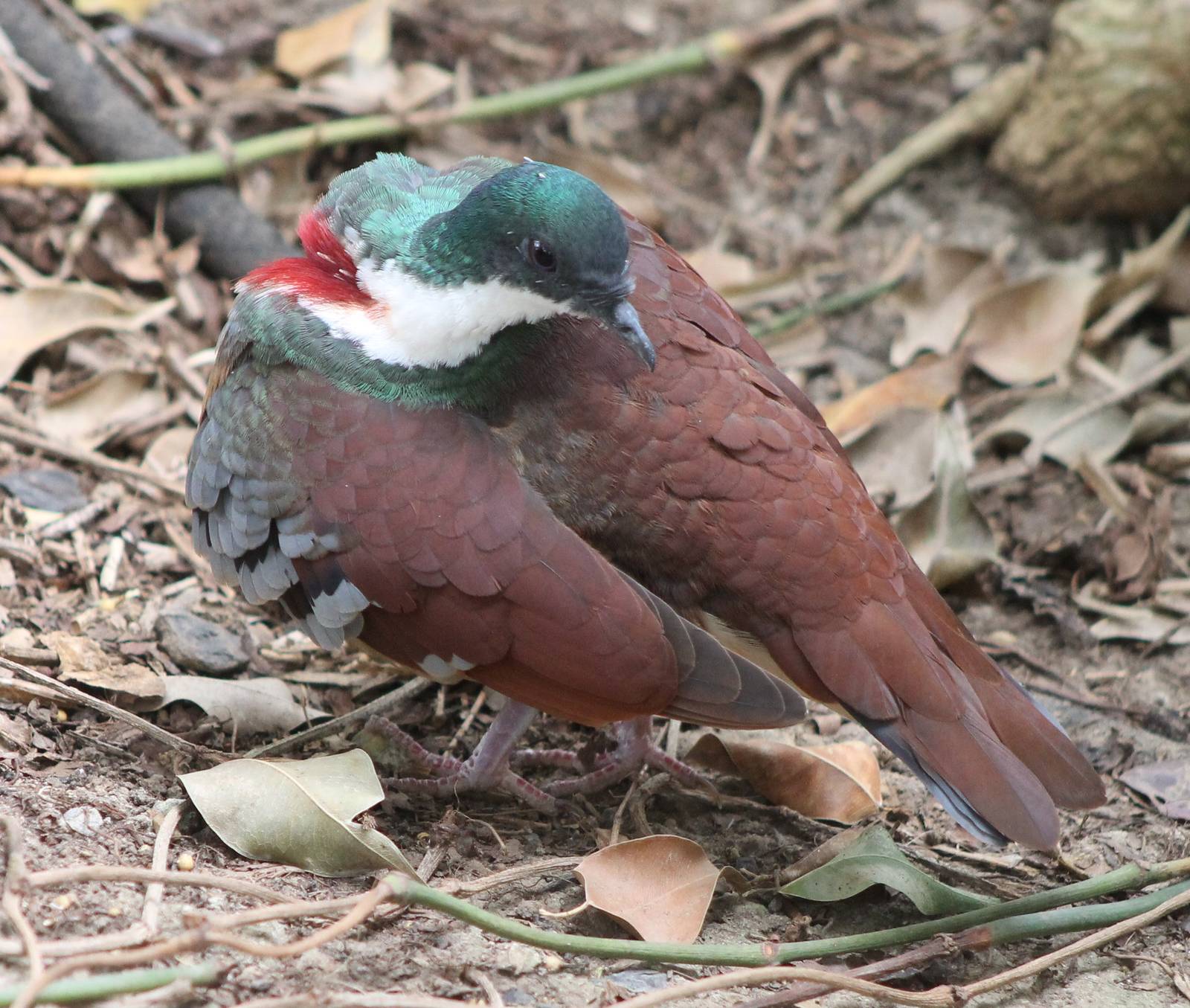 Bartlet bleading heart