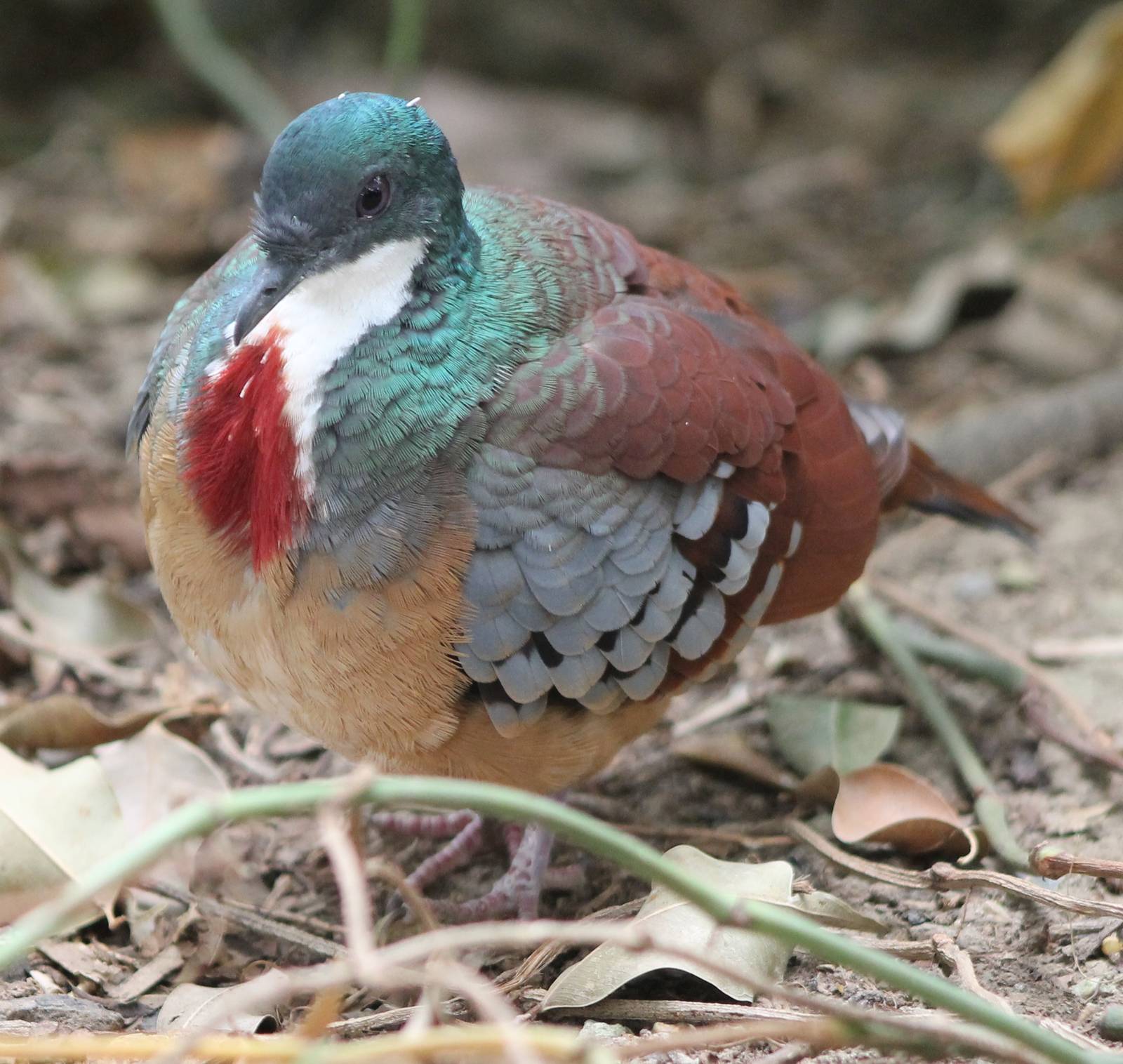 Bartlets bleading heart