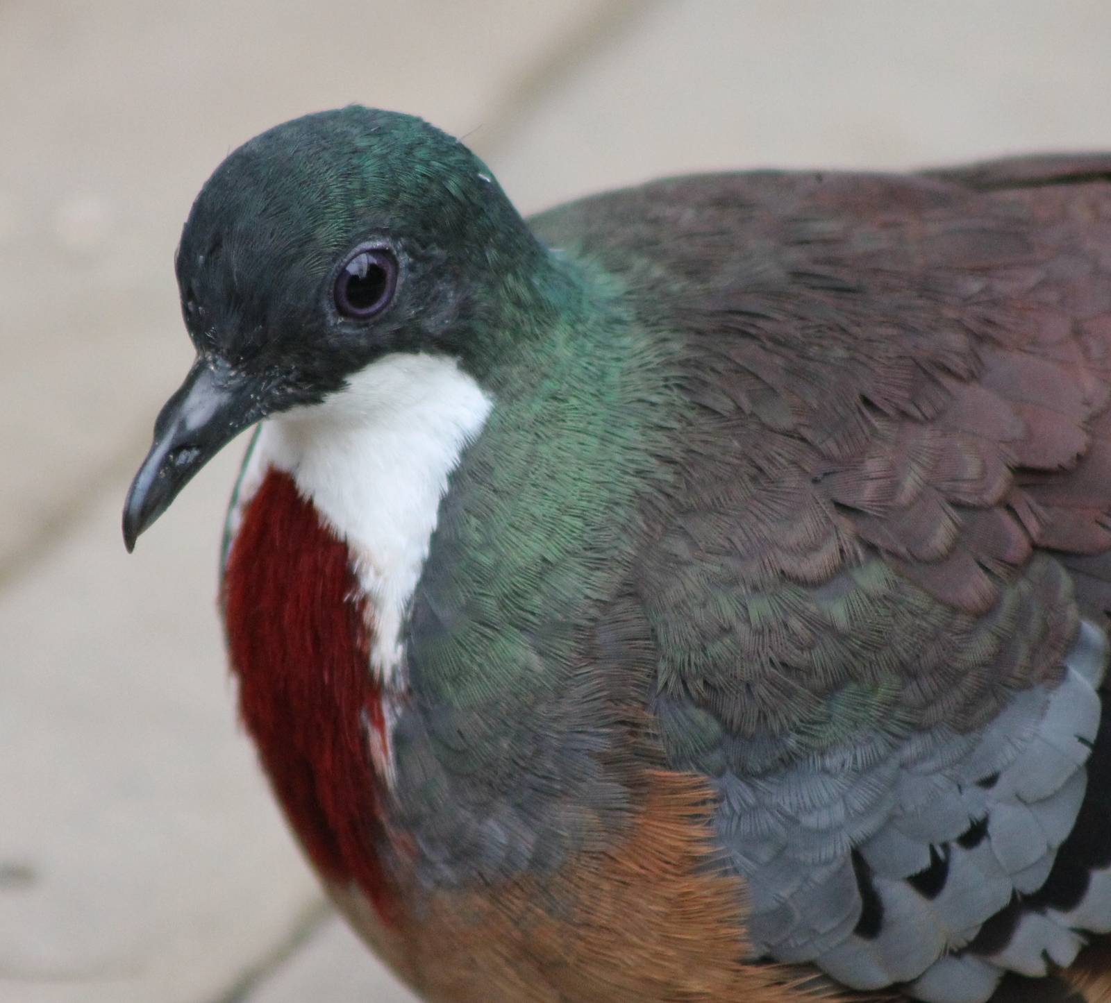 Bartlett bleeding heart