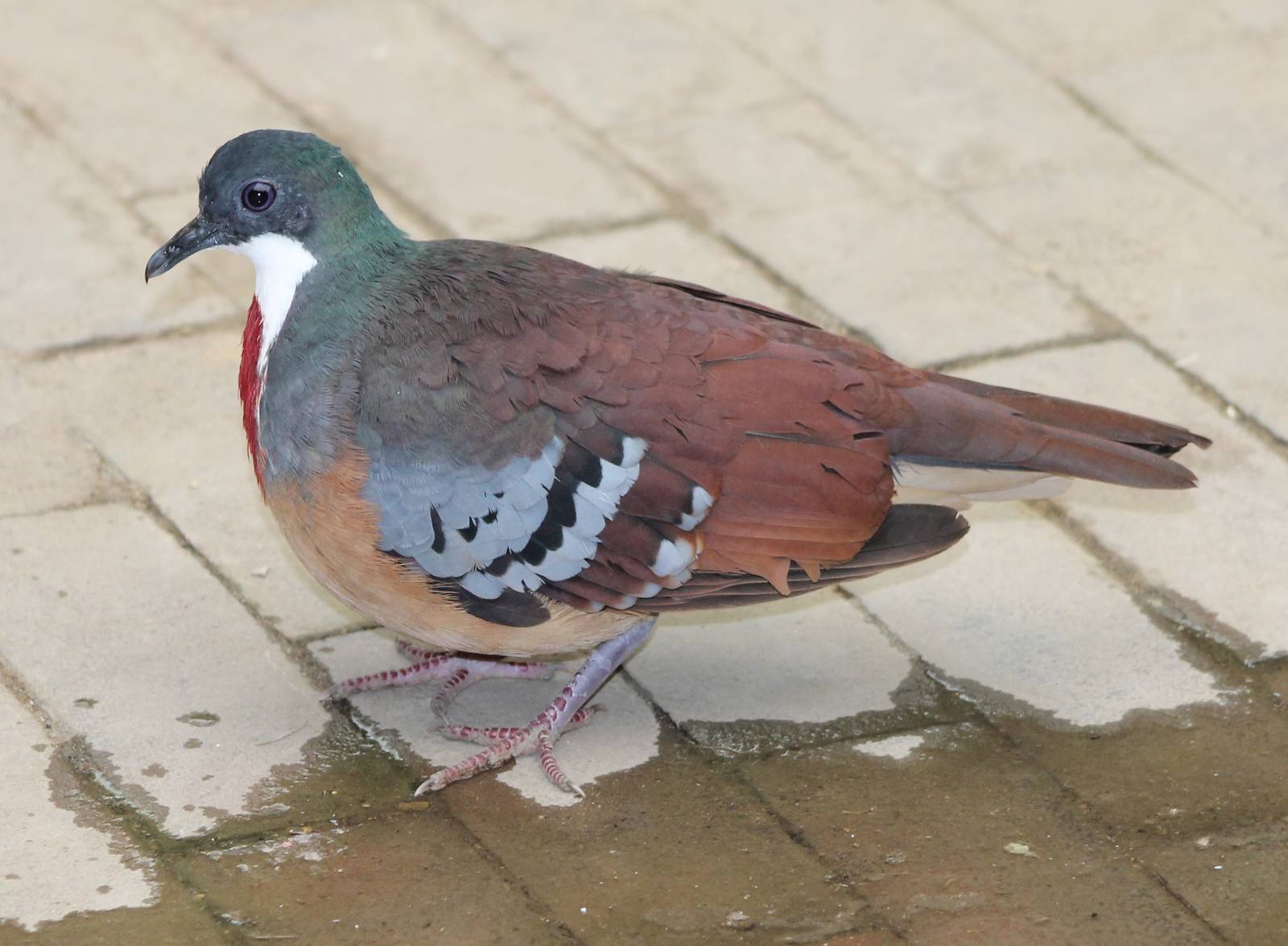Bartlett bleeding heart