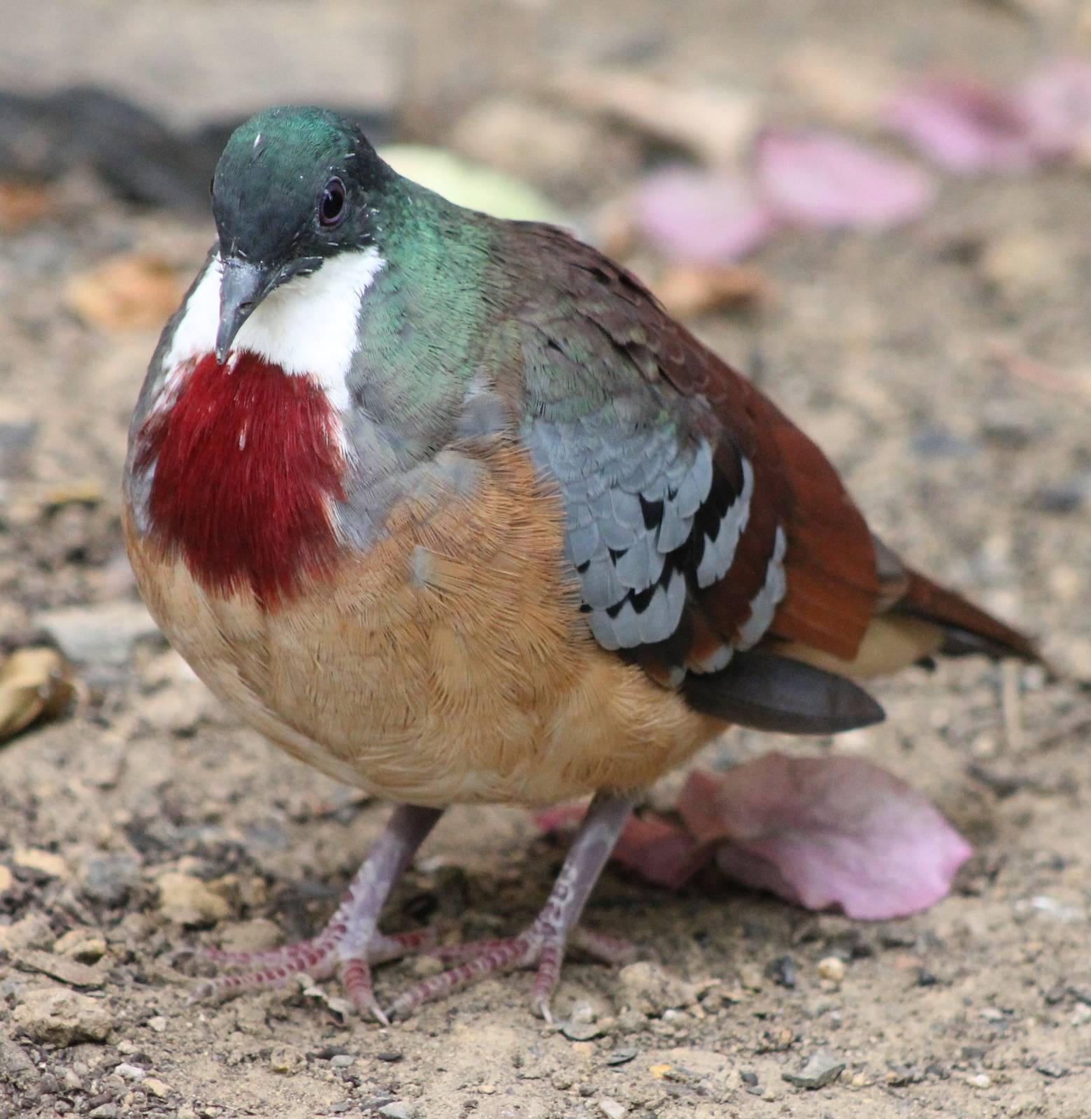 Bartlett bleeding heart