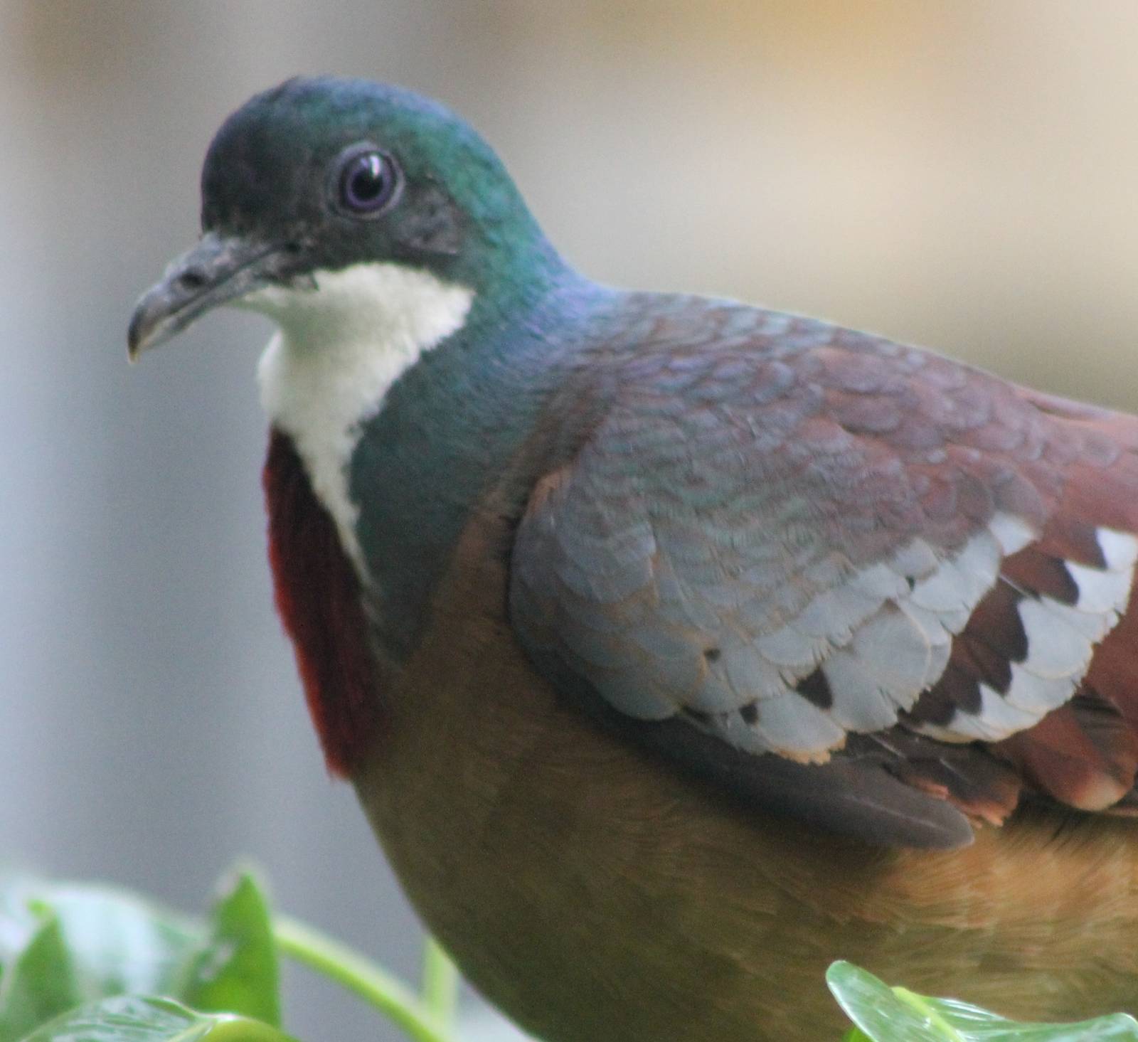 Bartlett´s bleeding heart