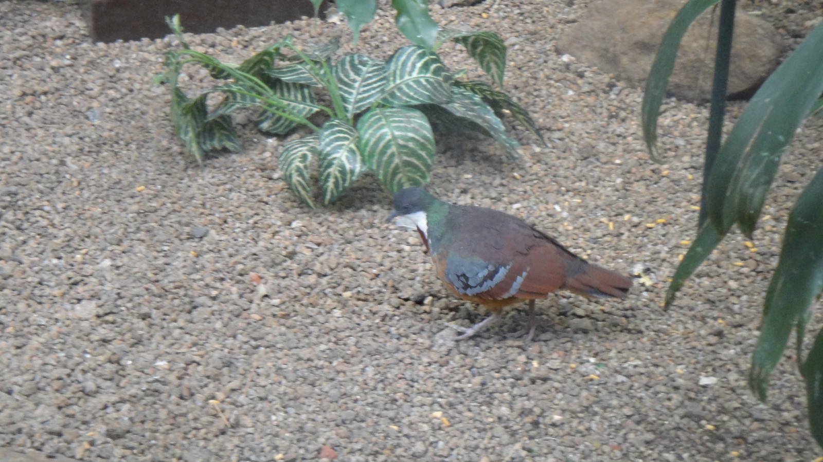 Bartlett's bleeding heart dove at Philadelphia zoo 2015-03-08