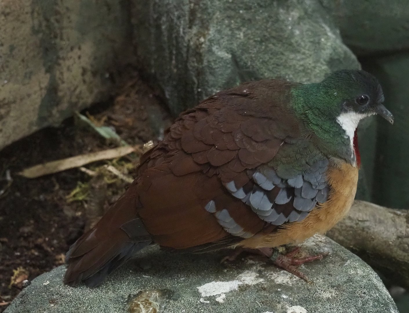Bartlett's bleeding heart dove (Gallicolumba crinigera), 2021-07-17