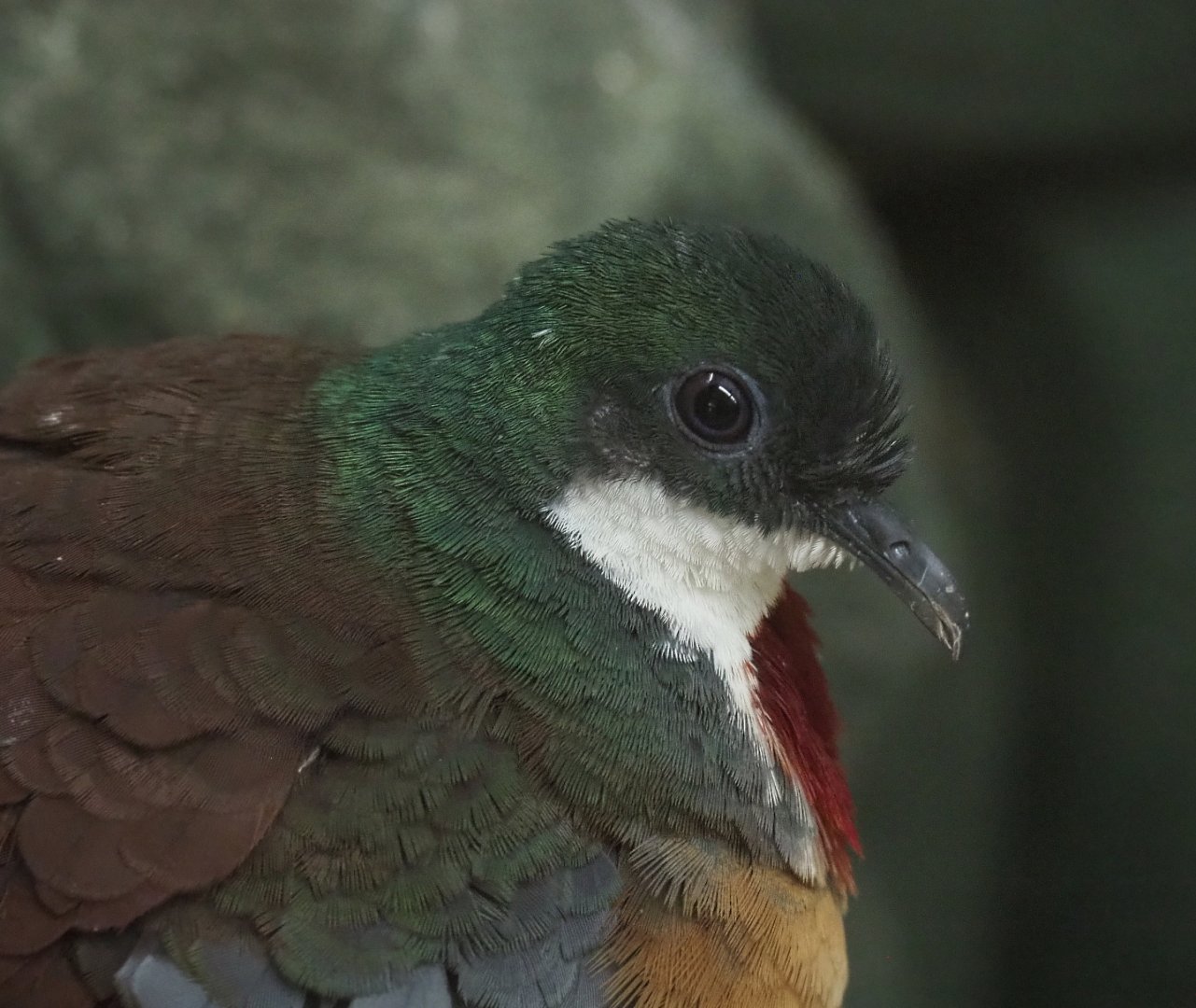 Bartlett's bleeding heart dove (Gallicolumba crinigera), 2021-07-17