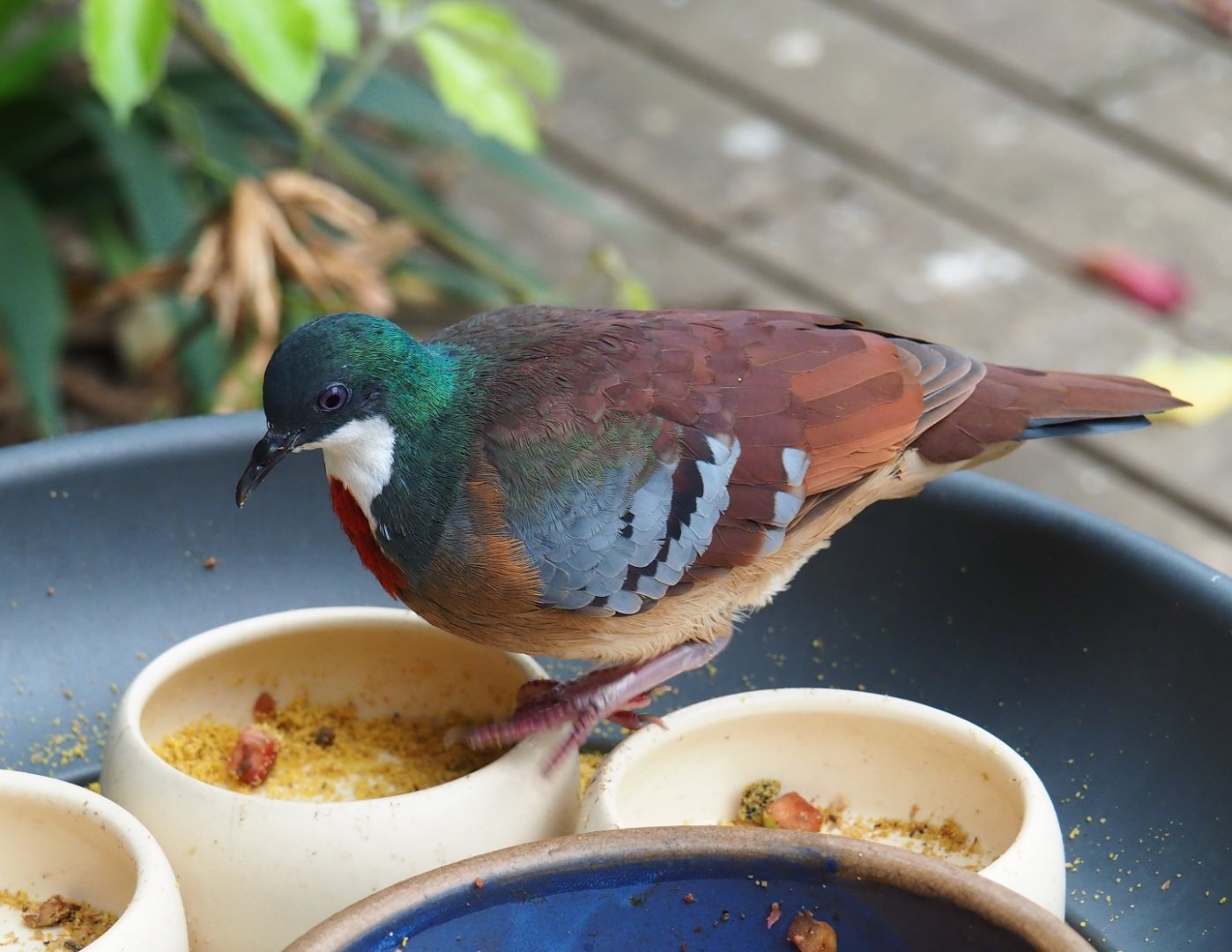 Bartlett's bleeding heart pigeon (Gallicolumba criniger), Aug 28th, 2018
