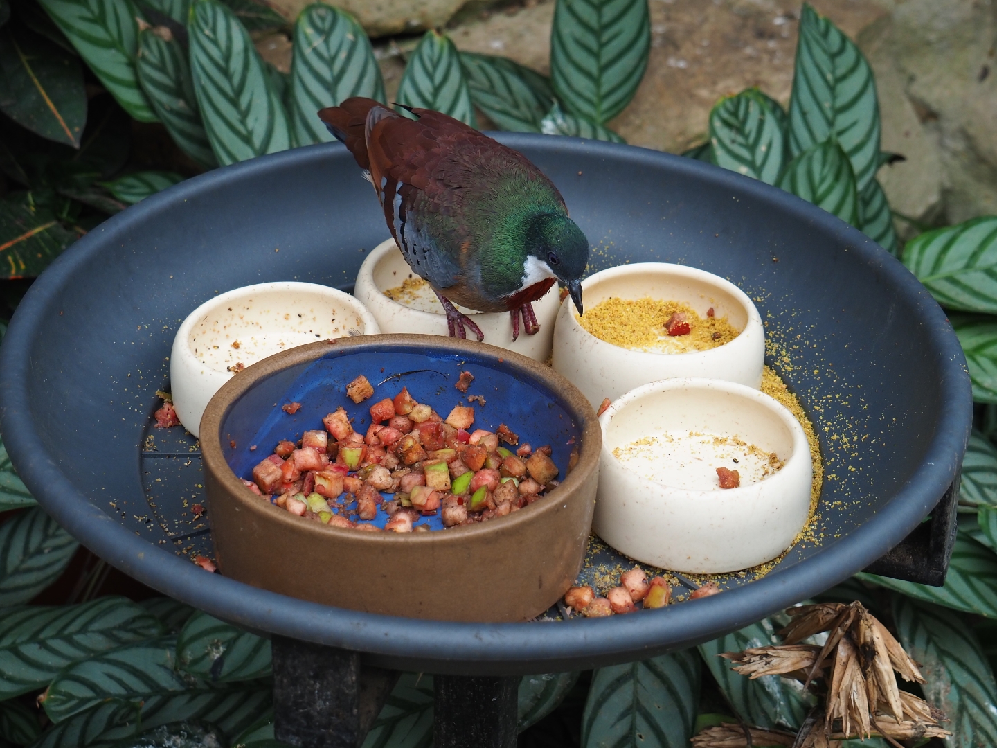 Bartlett's bleeding heart pigeon (Gallicolumba criniger) on feeding platform (Aug 28th, 2018)
