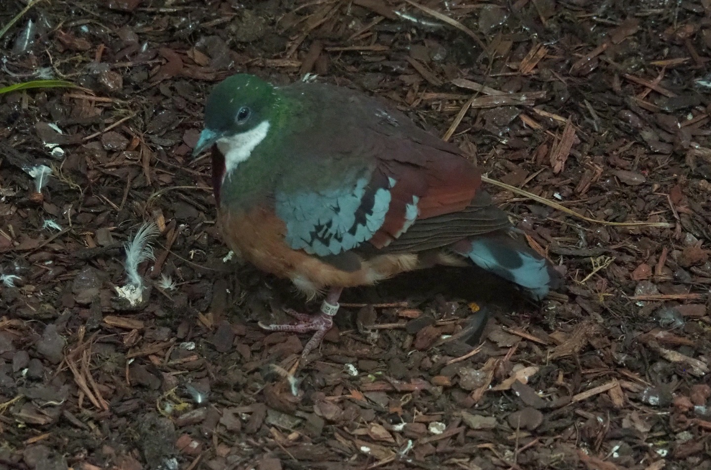 Bartlett's bleeding-heart pigeon (Gallicolumba criniger)