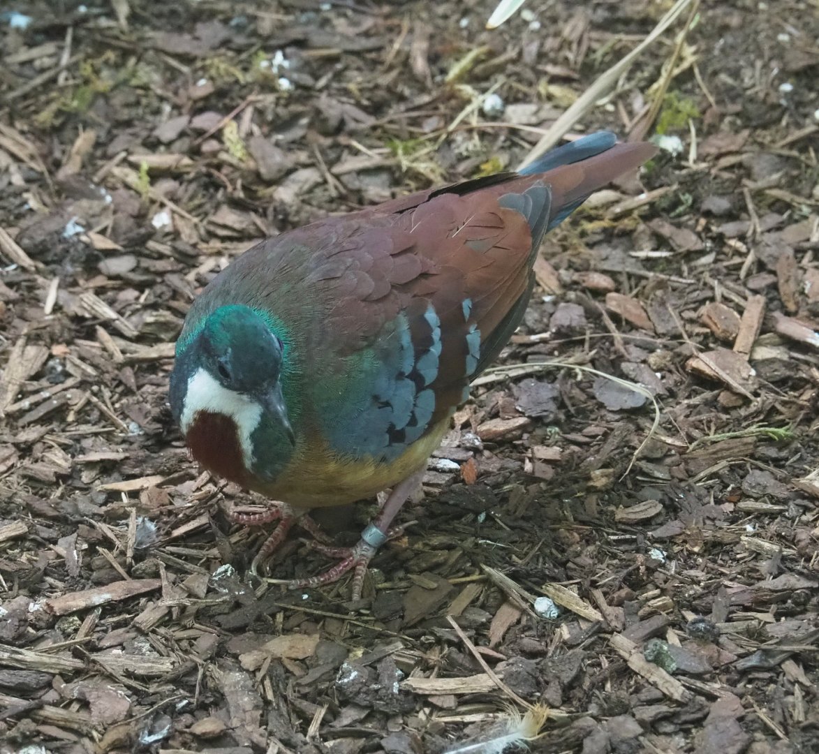 Bartlett’s bleeding heart pigeon (Gallicolumba crinigera), 2020-09-20