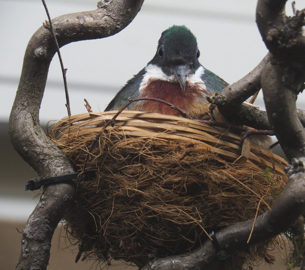Bartlett's bleeding-heart pigeon (Gallicolumba crinigera), 2021-06-12