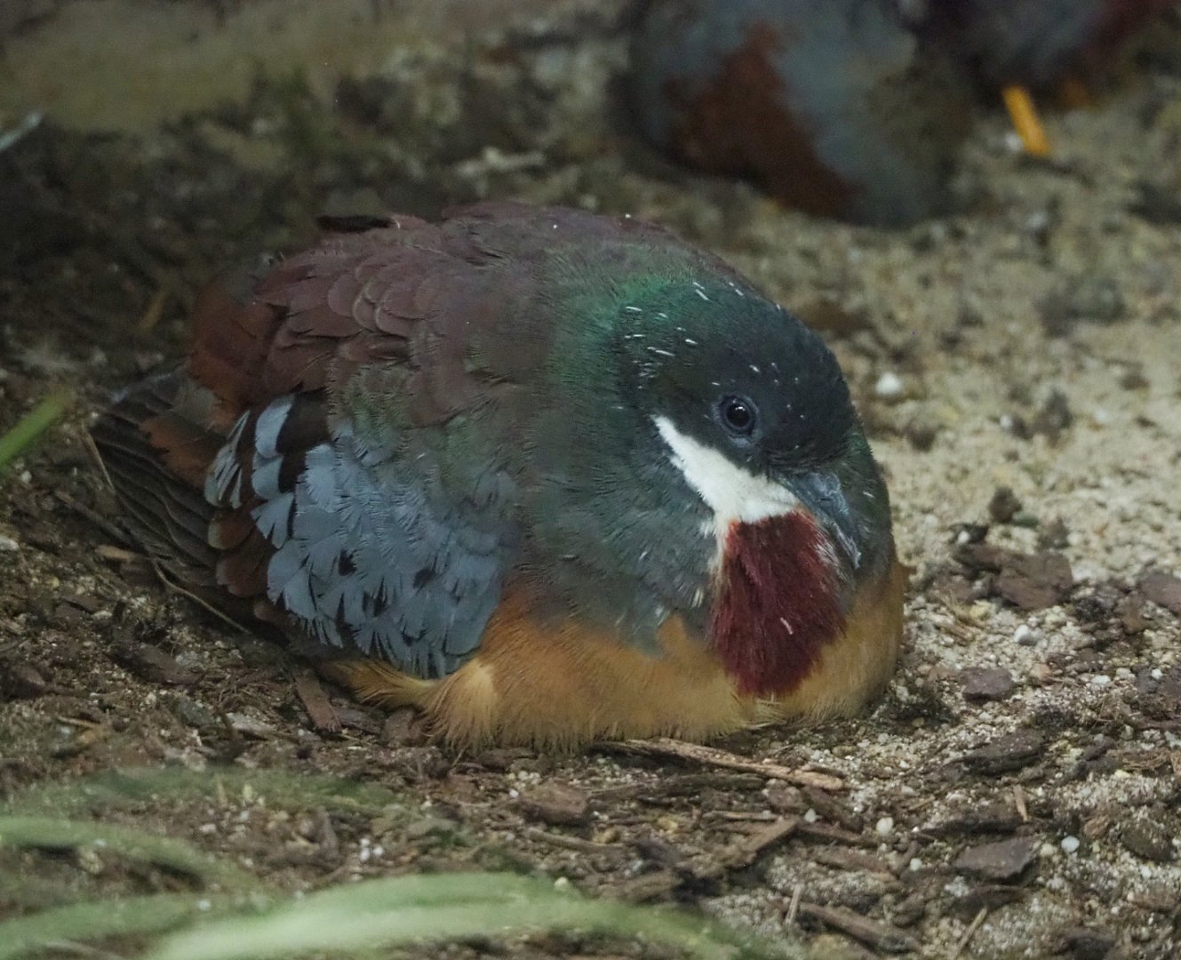Bartlett’s bleeding-heart pigeon (Gallicolumba crinigera), 2022-05-26